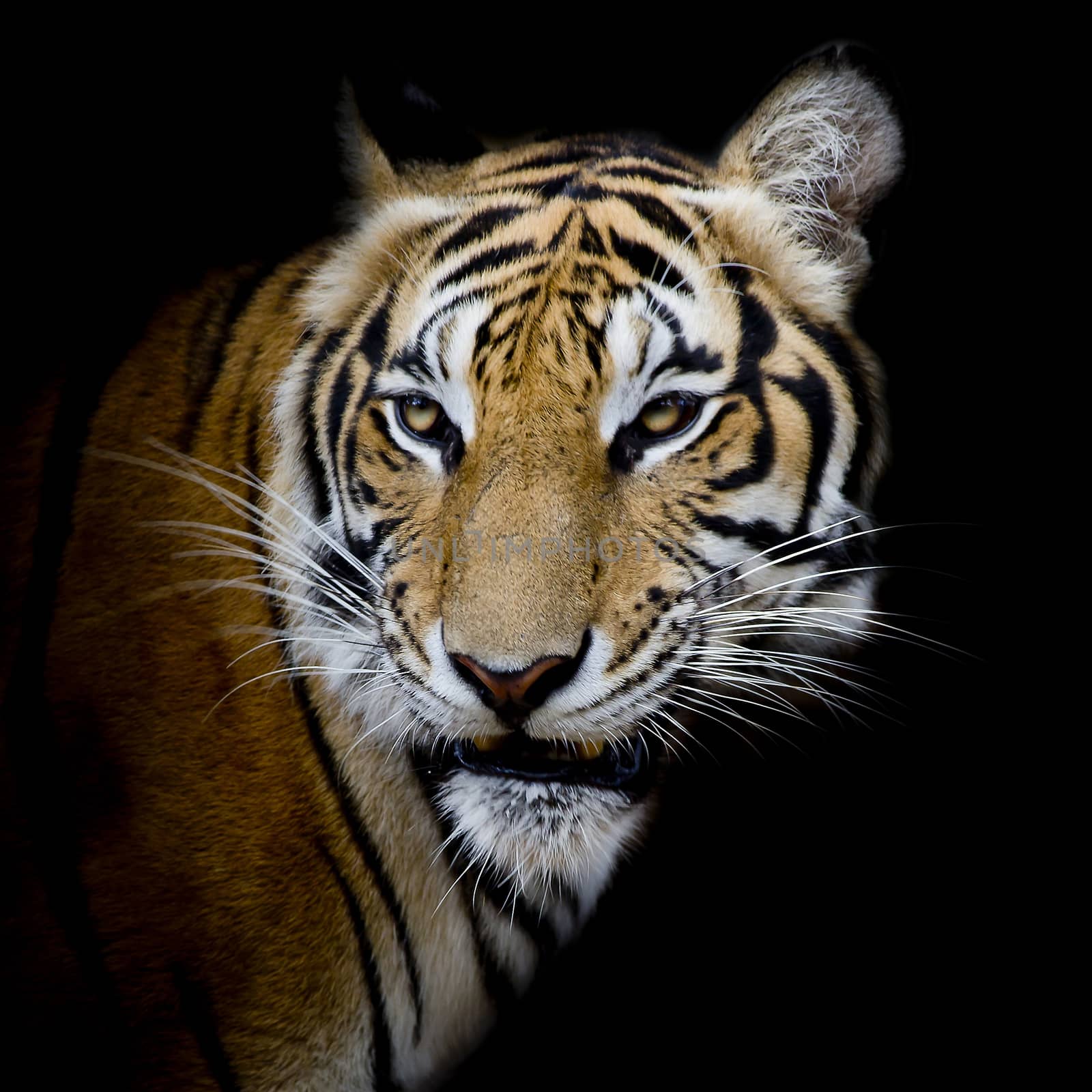 Tiger by art9858