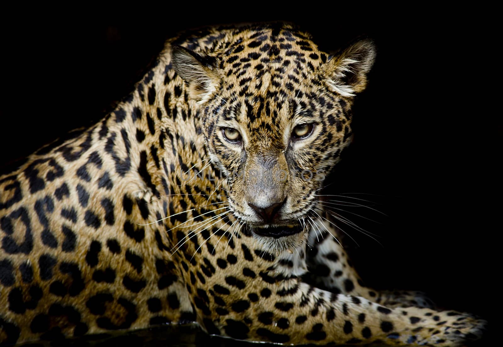 Leopard portrait