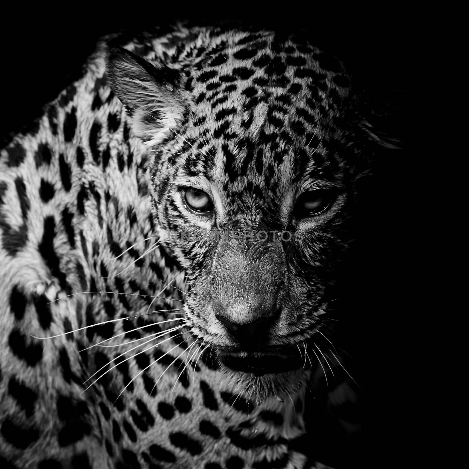 Leopard portrait