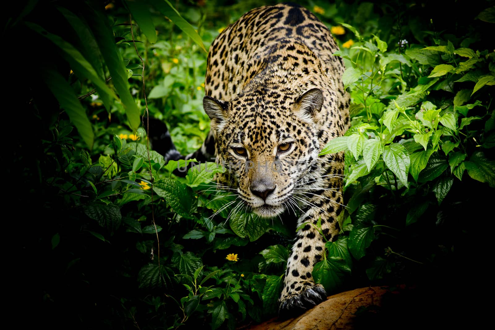 close up Jaguar Portrait