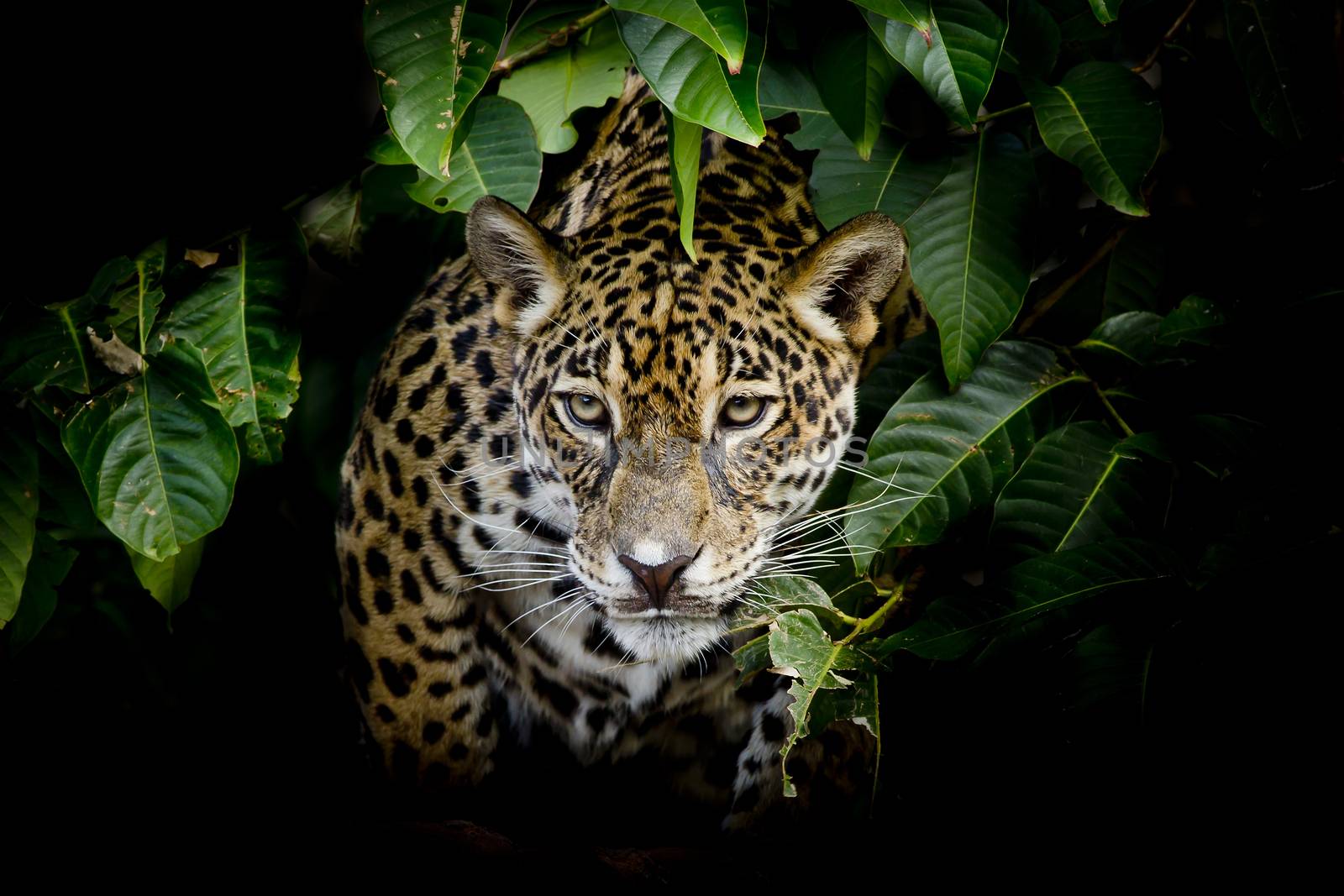 Jaguar portrait by art9858