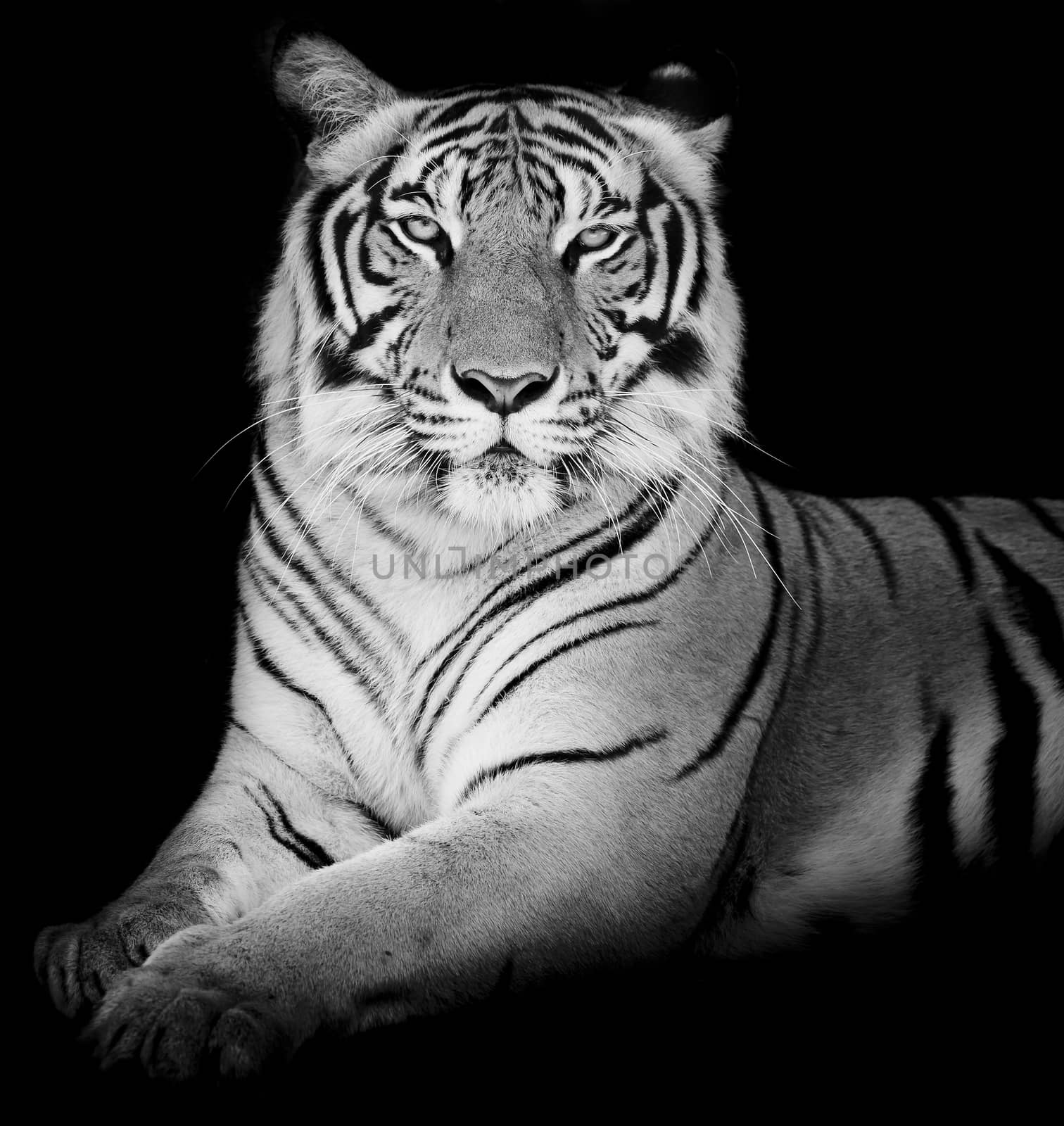 Tiger, portrait of a bengal tiger.