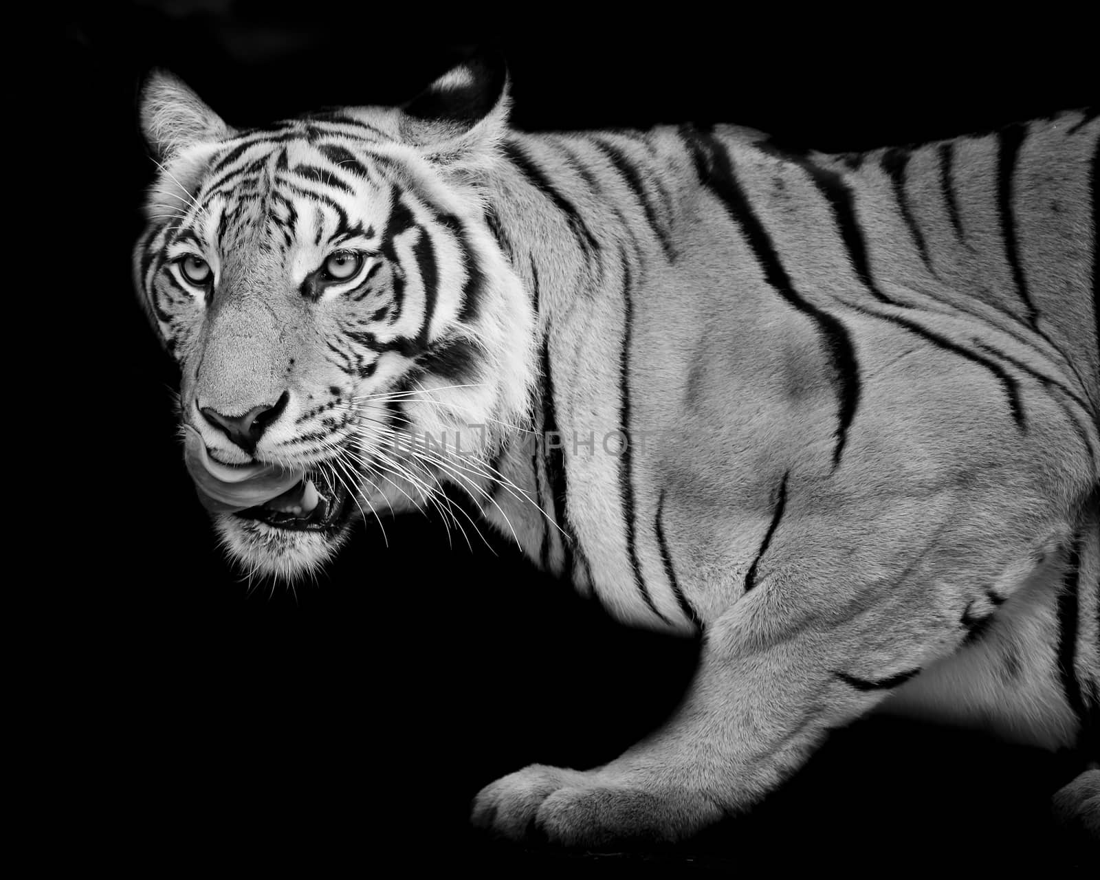 Tiger, portrait of a bengal tiger.