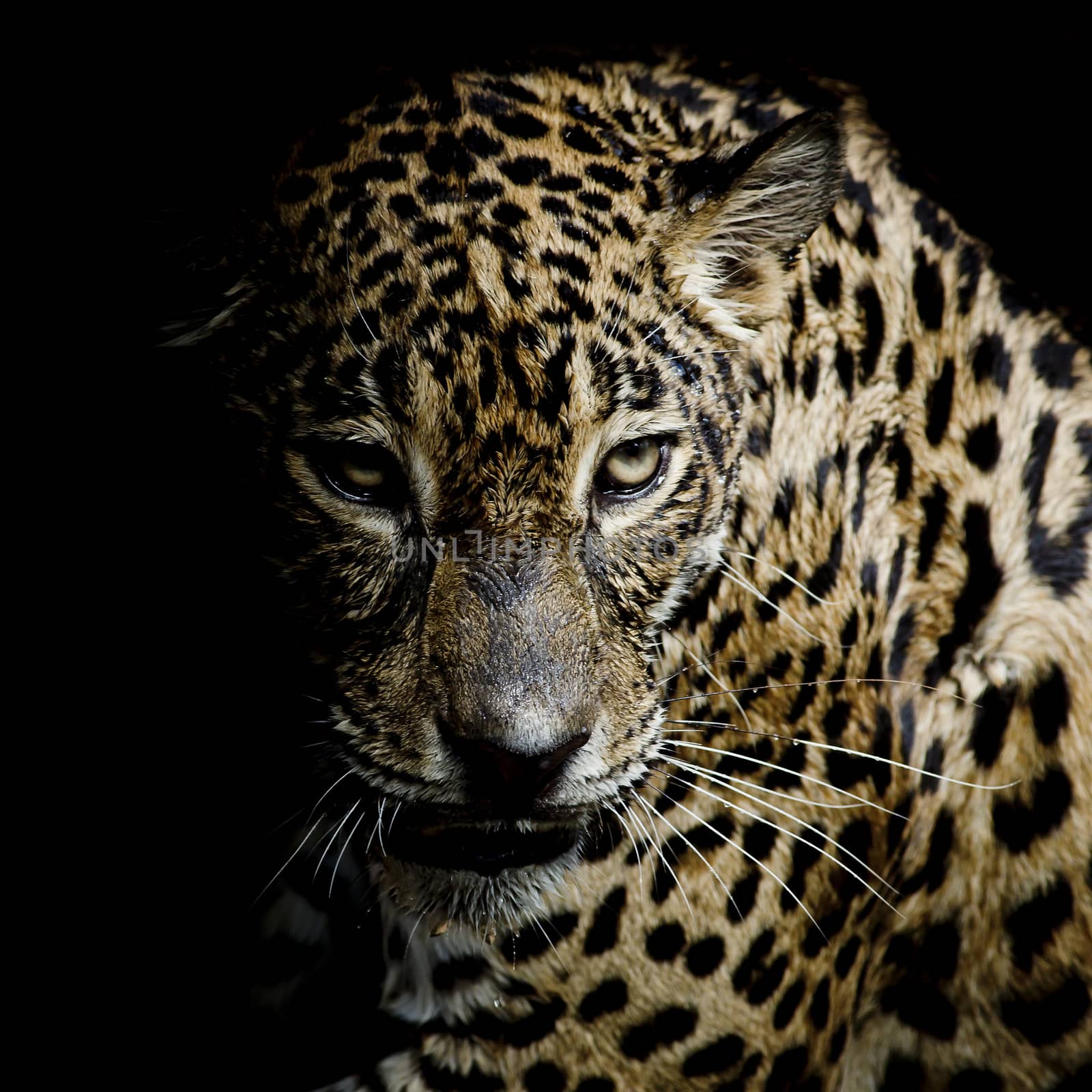 Leopard portrait