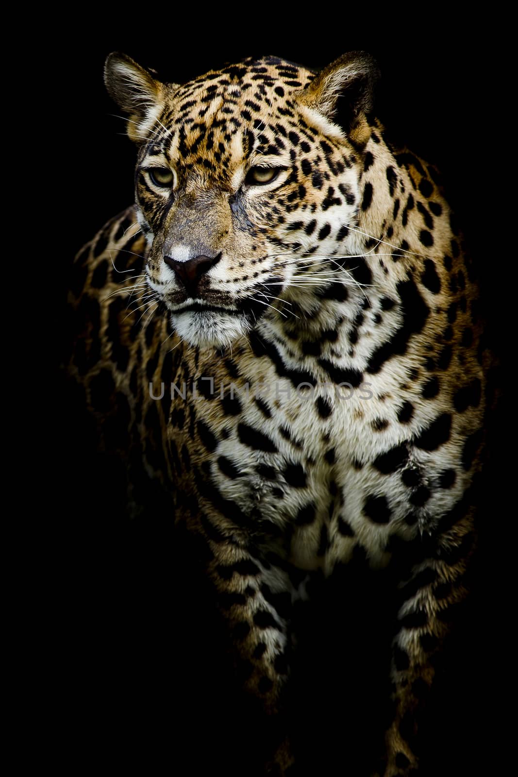 close up Jaguar Portrait