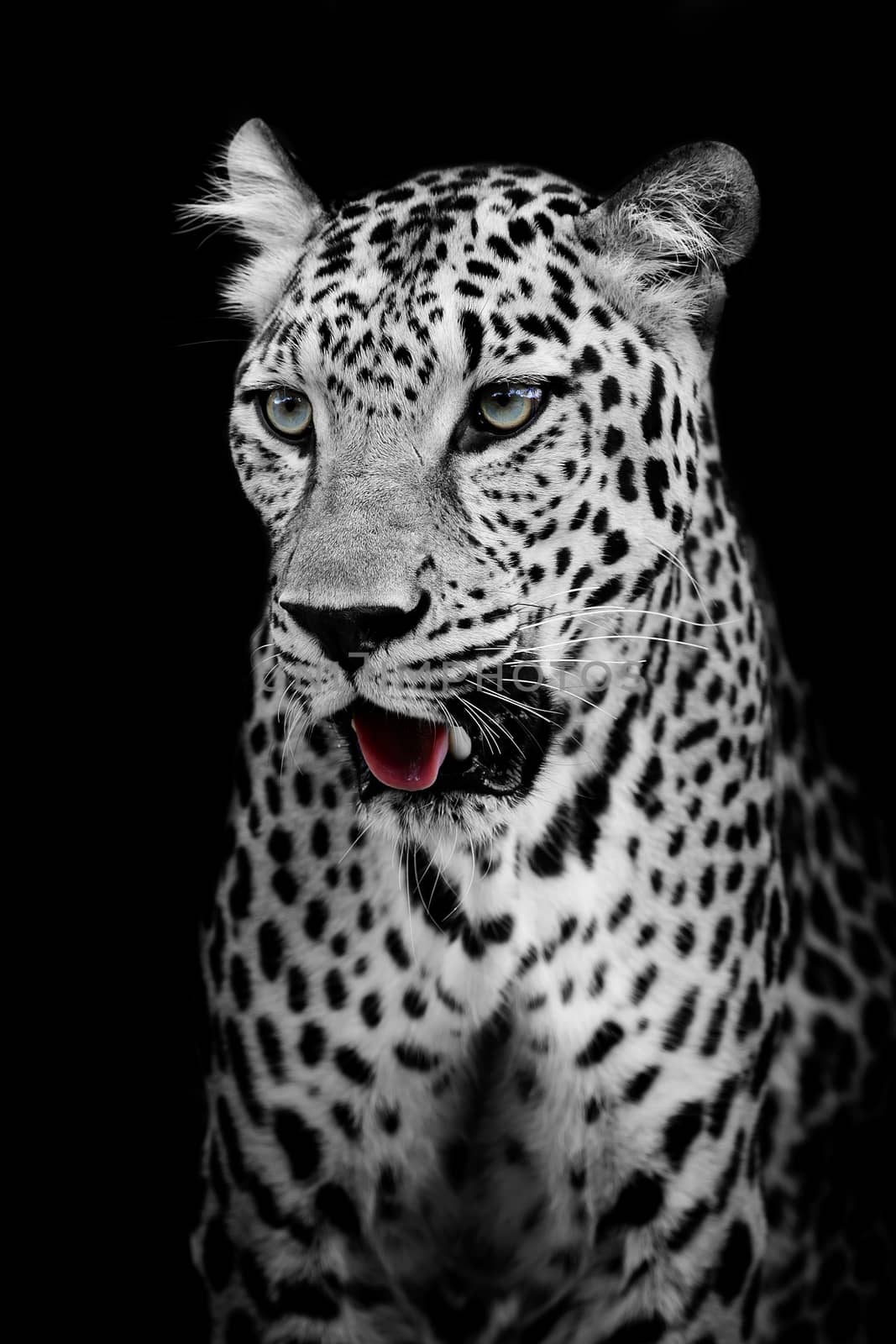 Leopard portrait