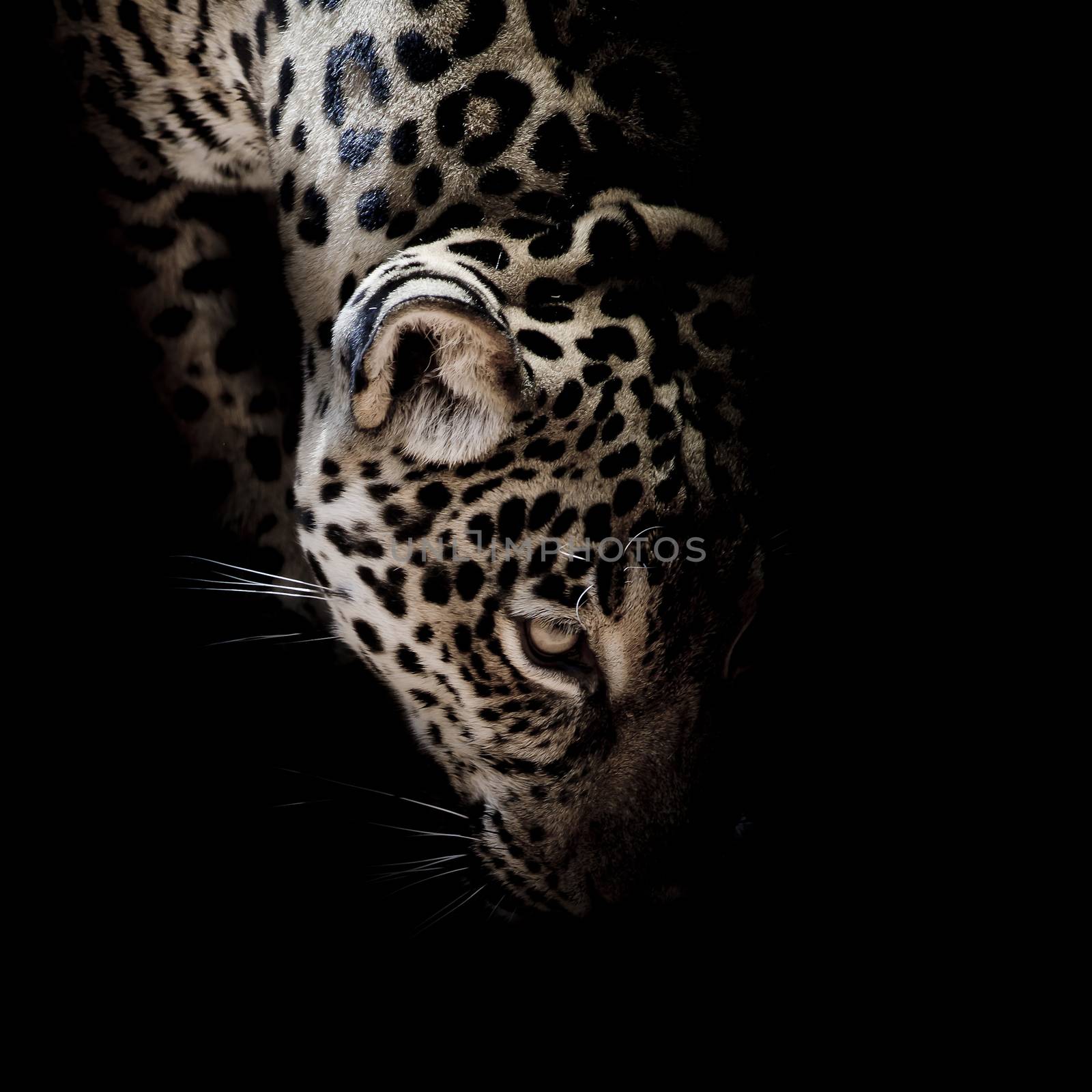 Jaguar portrait