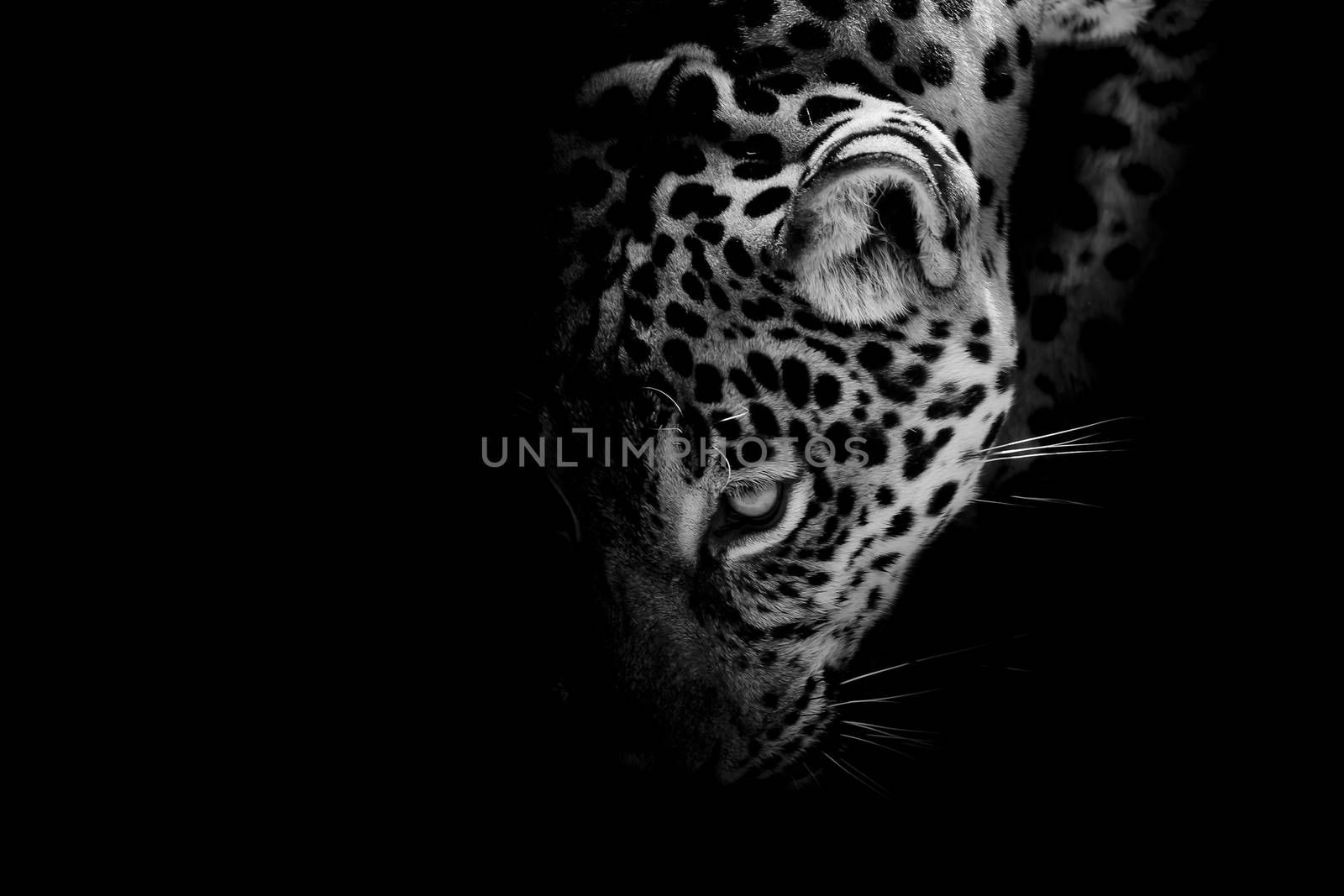 Jaguar portrait by art9858