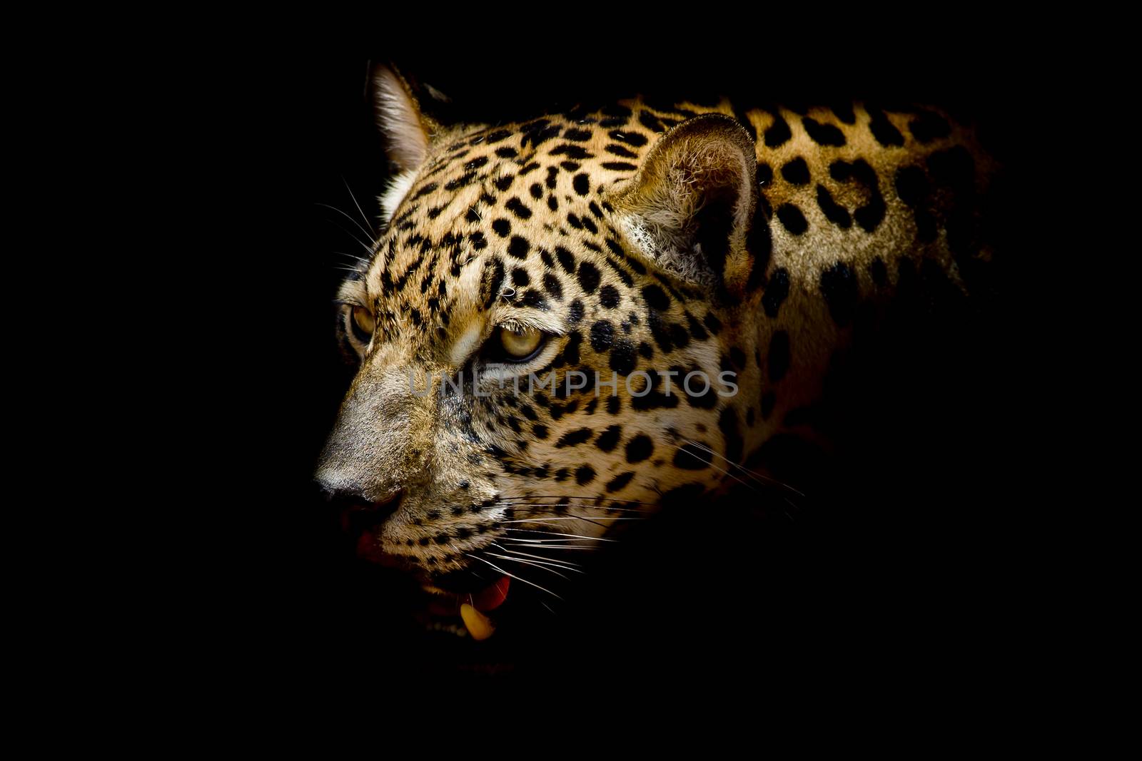 Jaguar portrait