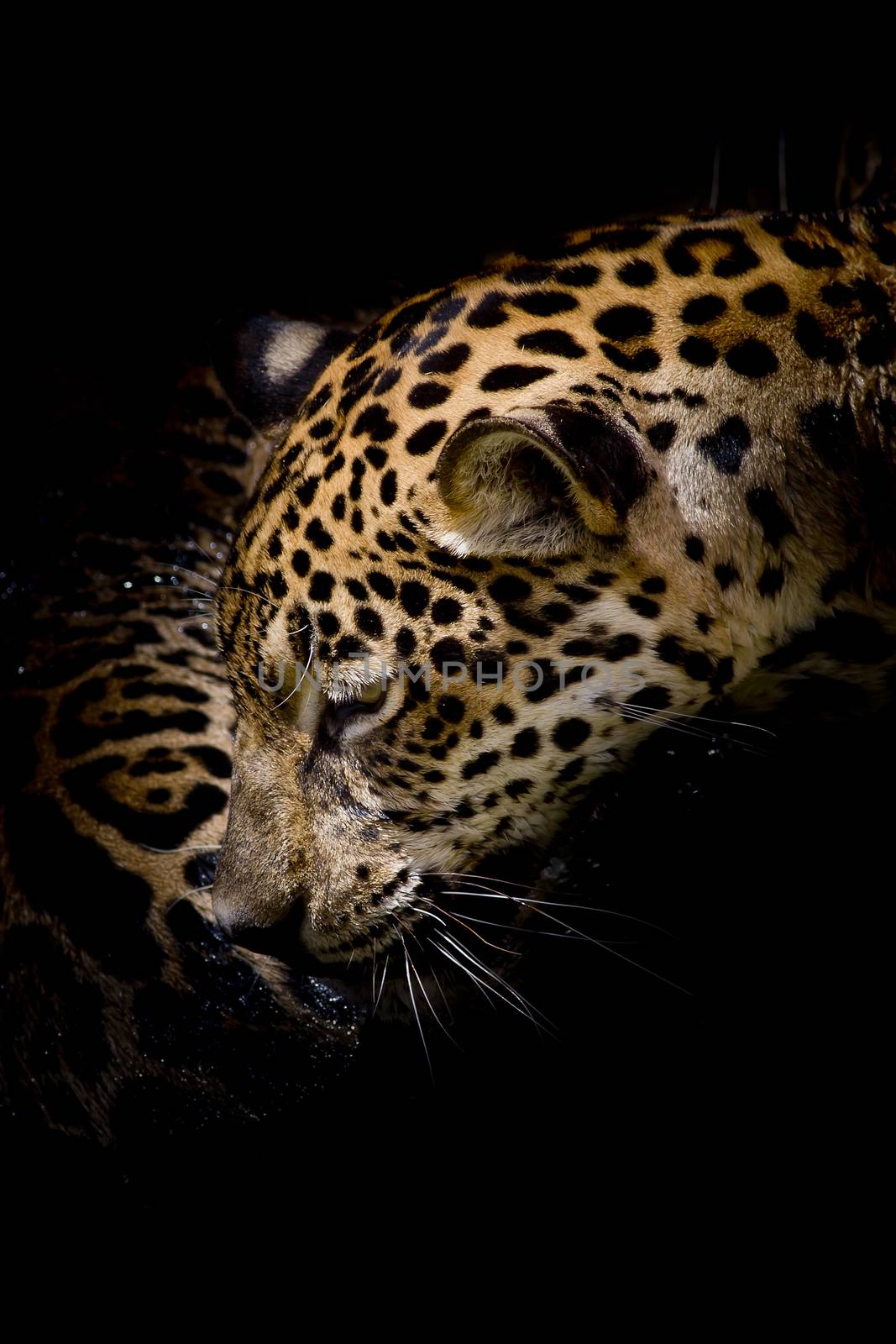 Jaguar portrait