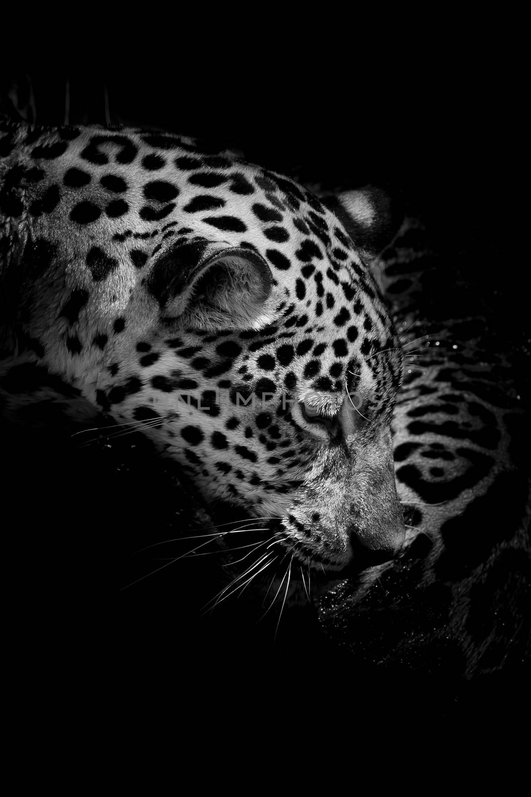 Jaguar portrait