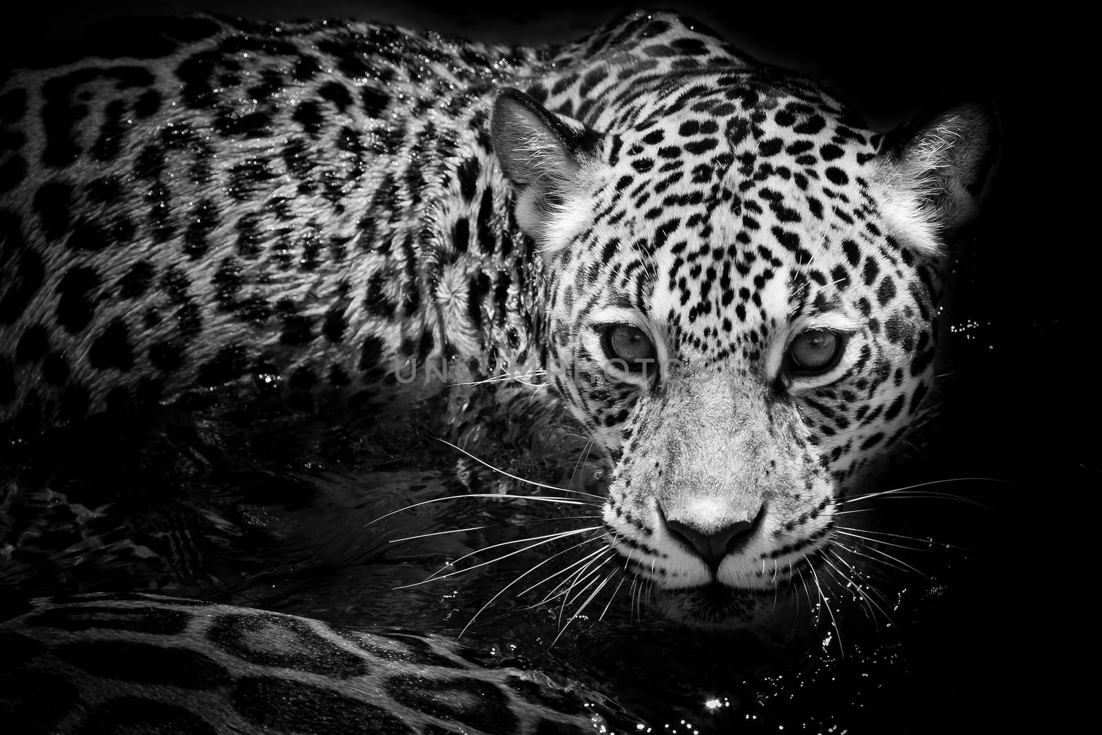 Jaguar portrait by art9858