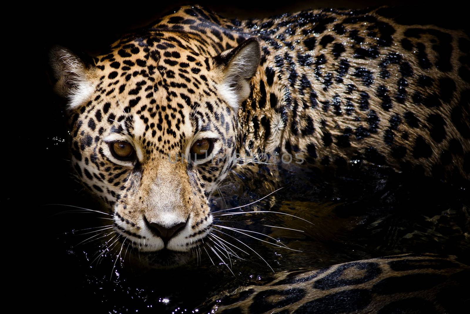 Jaguar portrait