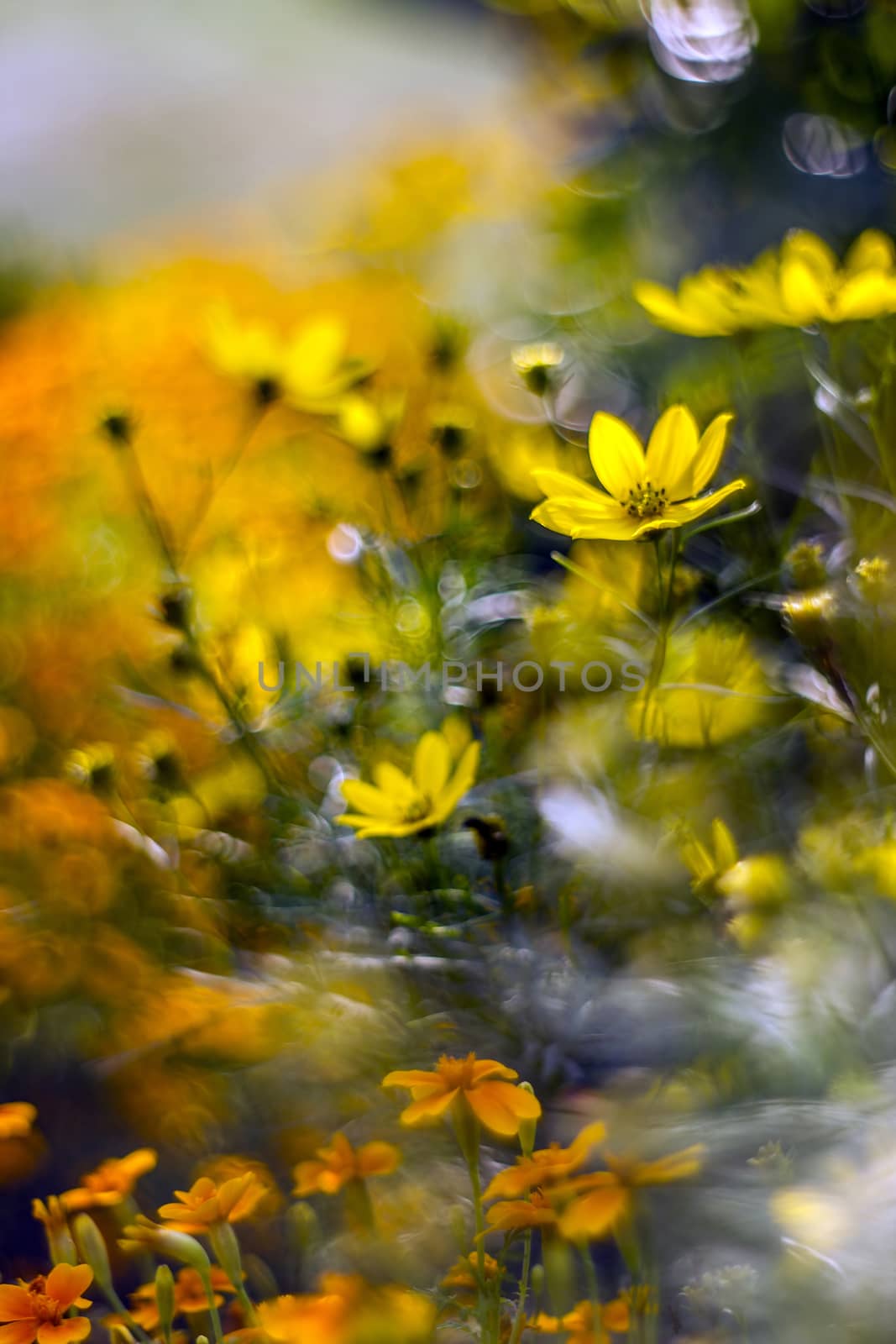 cosmos flowers with bokeh - abstract