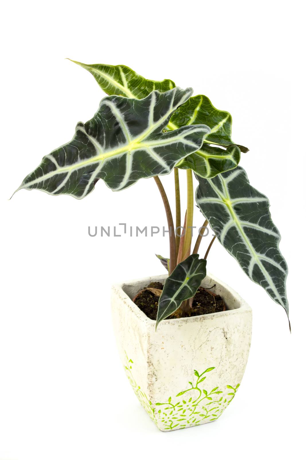 Alocasia. Isolated flower in pot.
