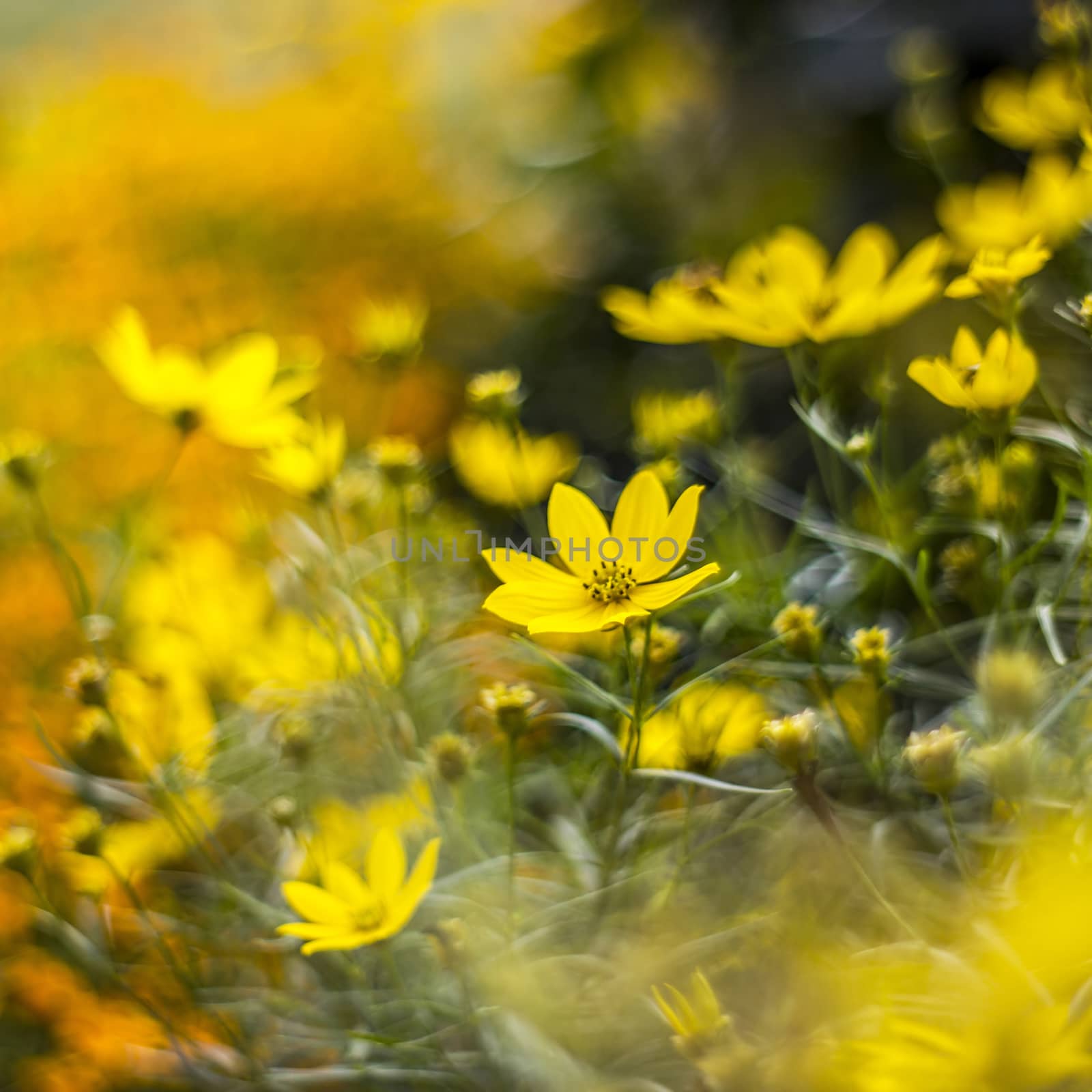 cosmos flowers with bokeh - abstract by miradrozdowski