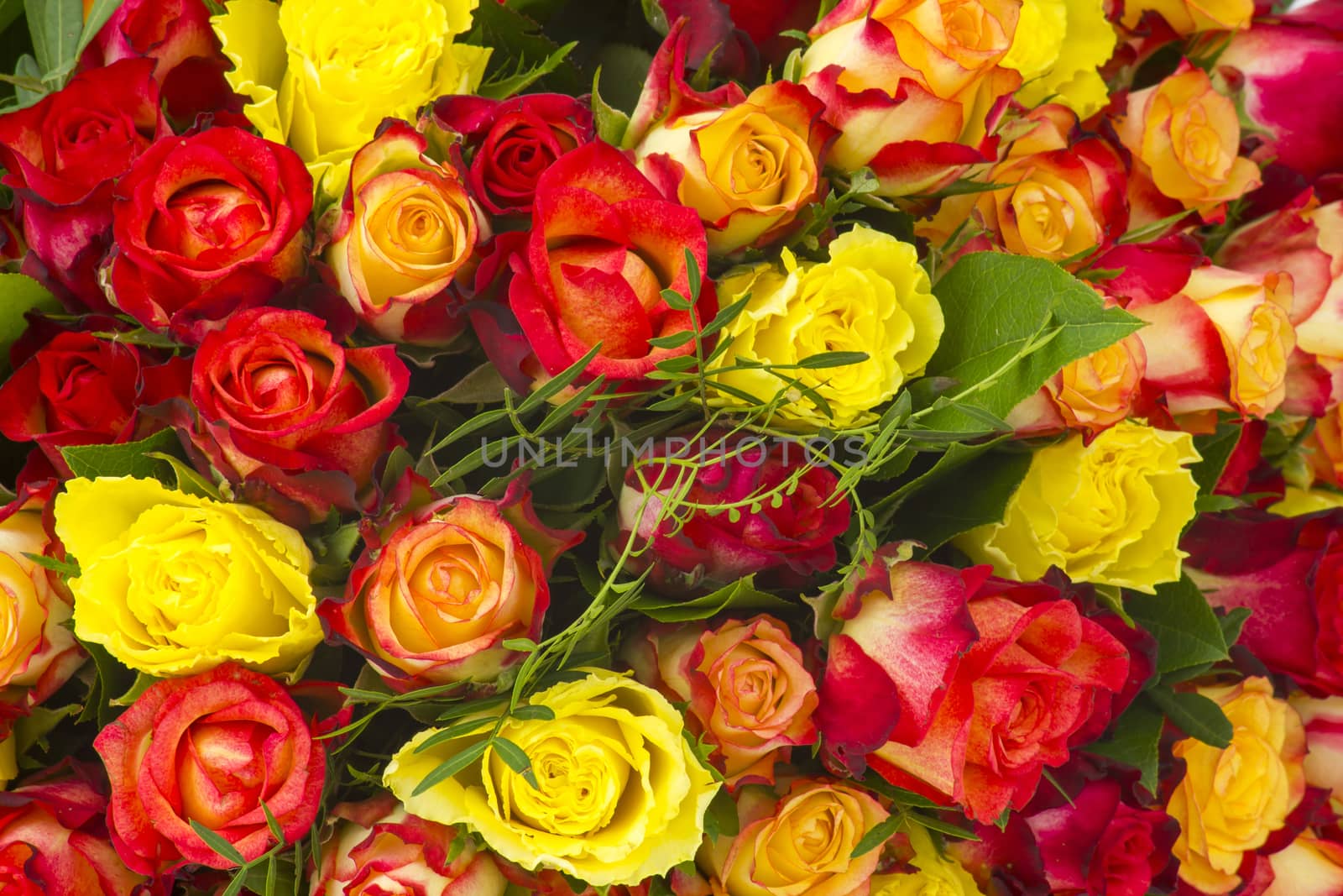 A bouquet of multicolored roses