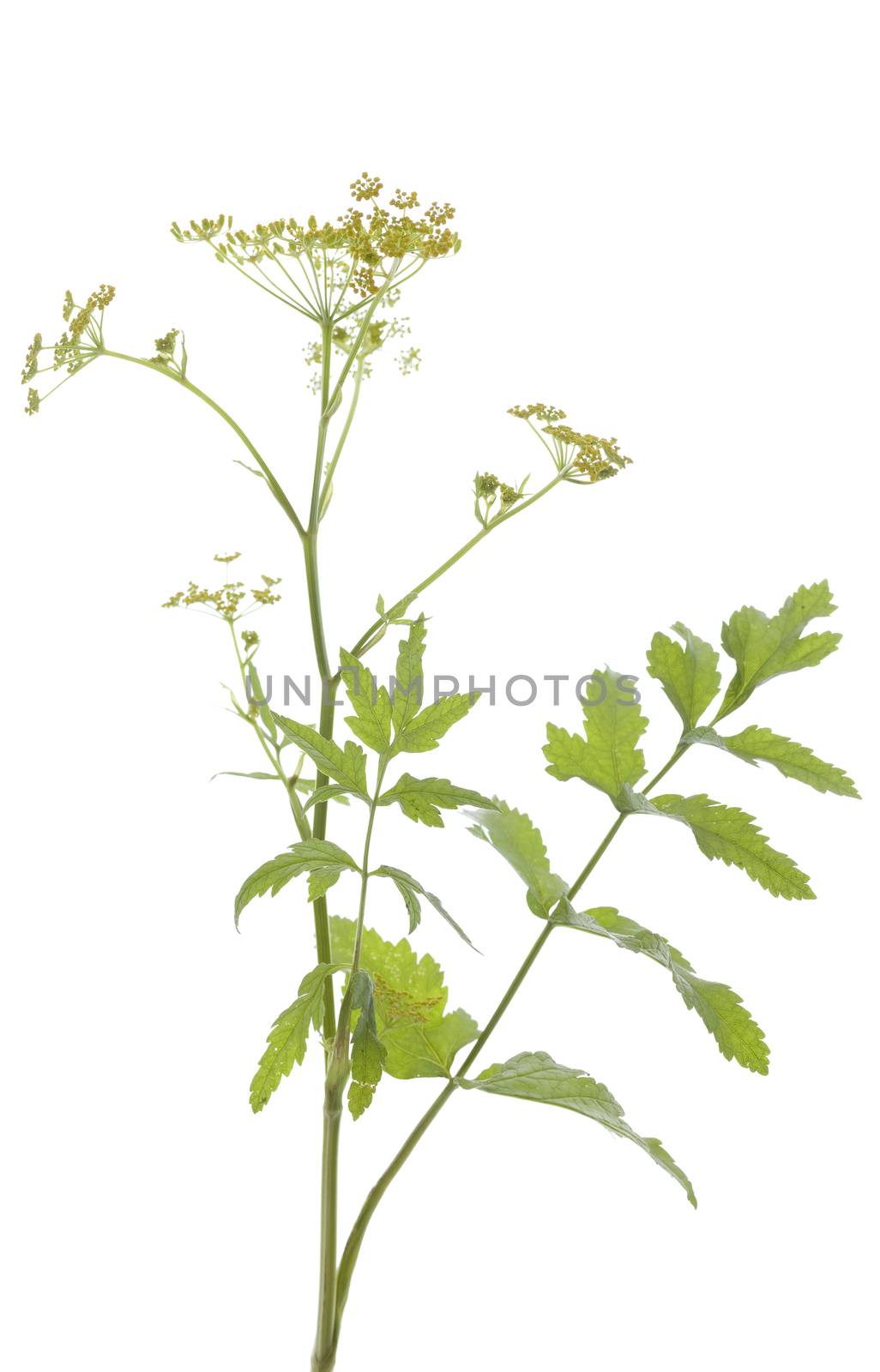 plant parsnip (Pastinaca sativa) on white background