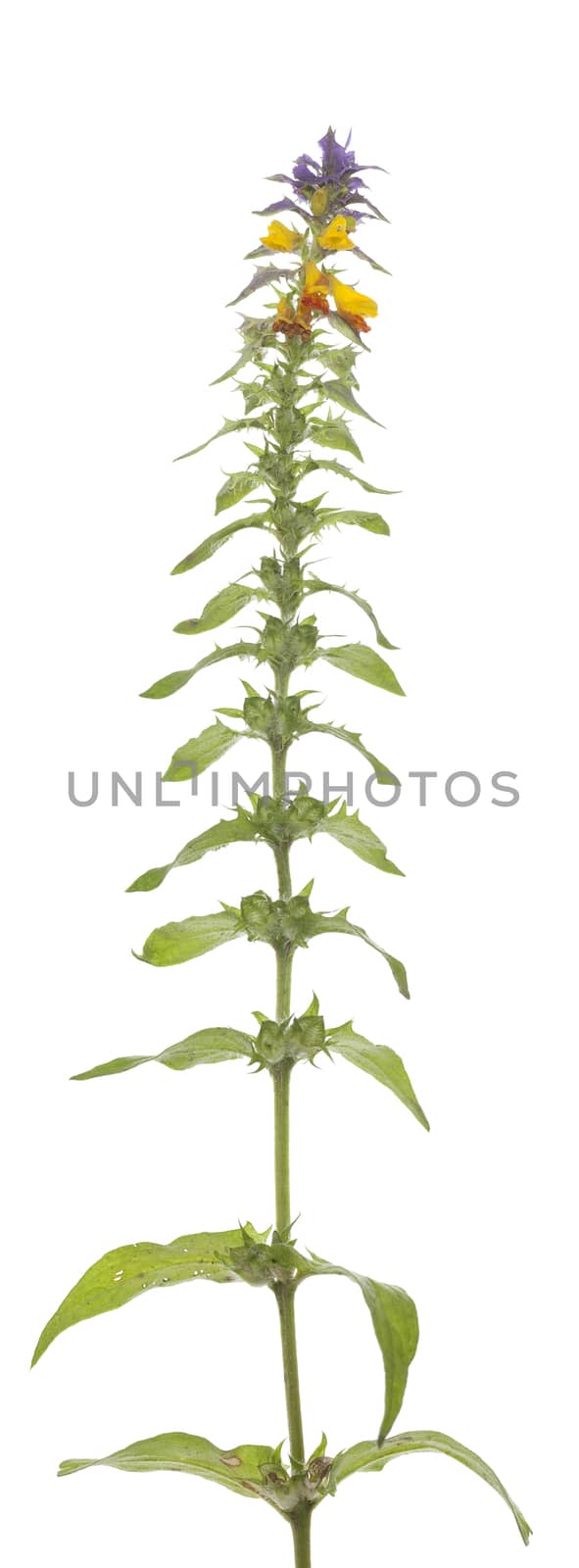 yellow-purple flower(Melampyrum nemorosum) on white background