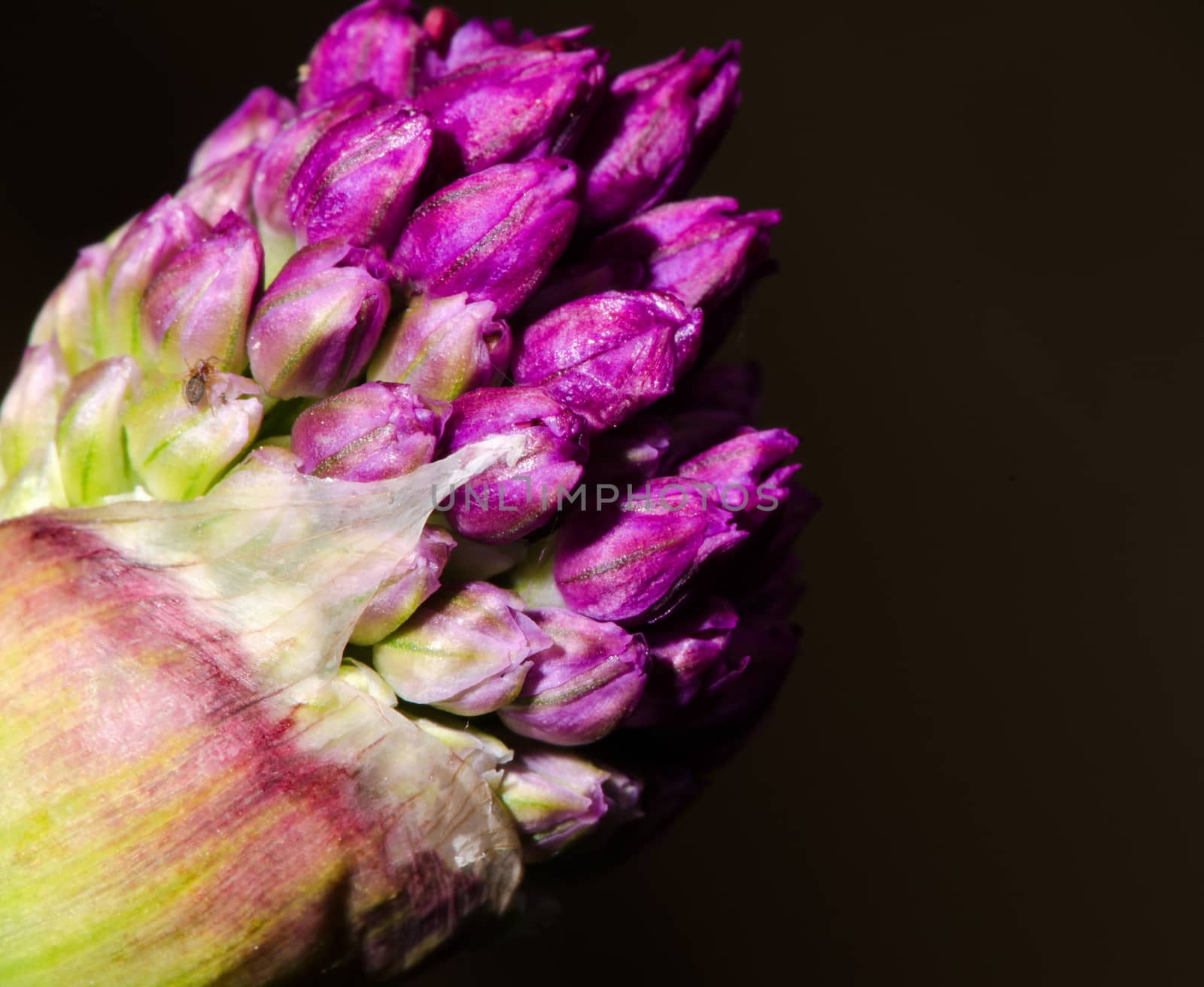 Purple pink garlic bud isolated on black background.