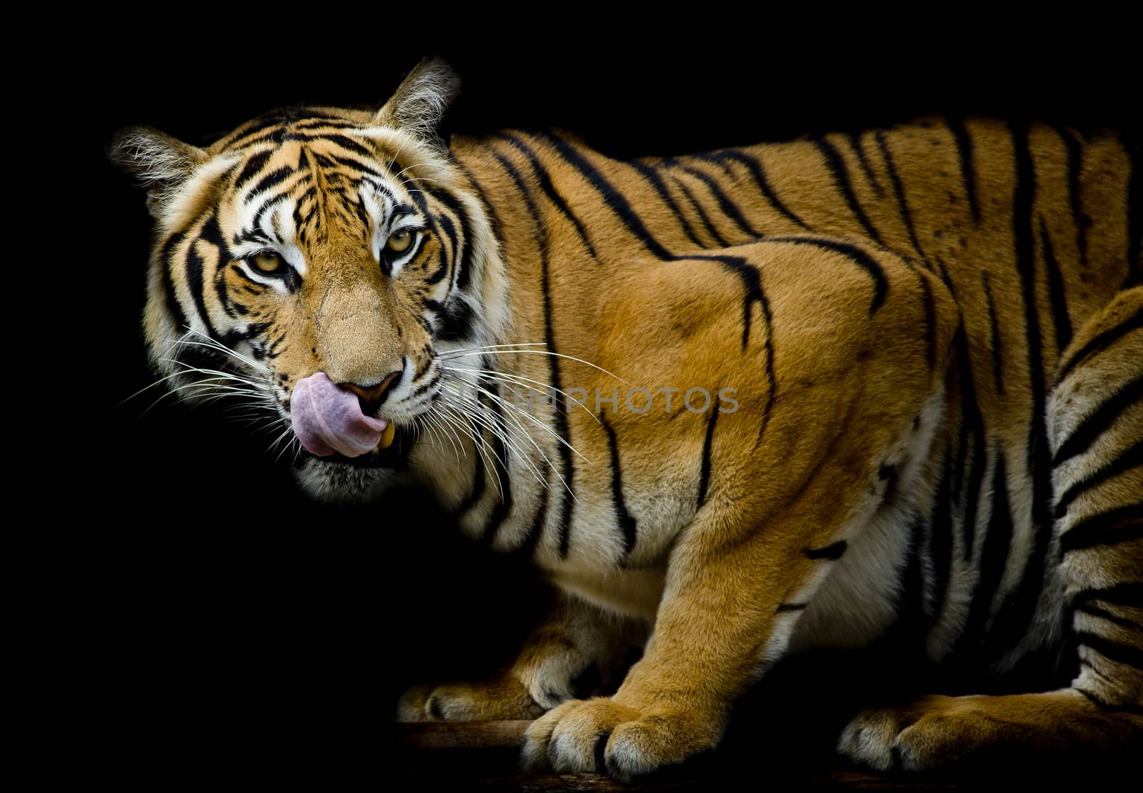 Tiger