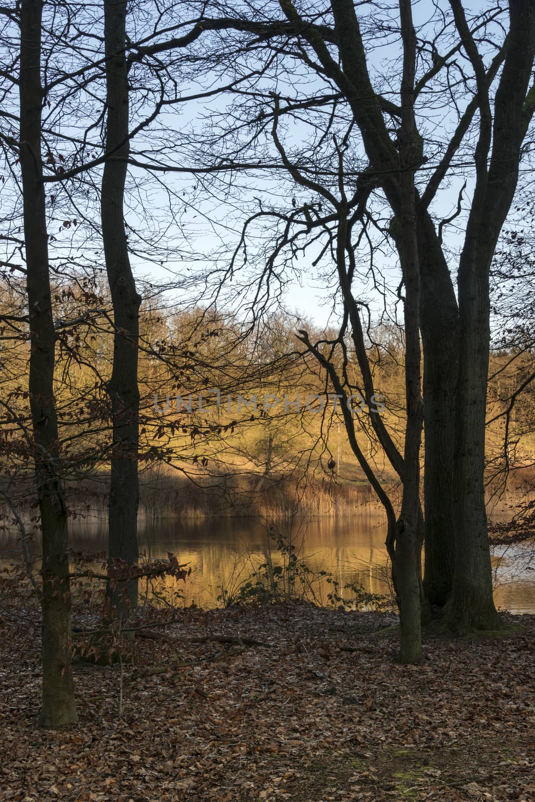 golden evening sunlight in nature park with water pond