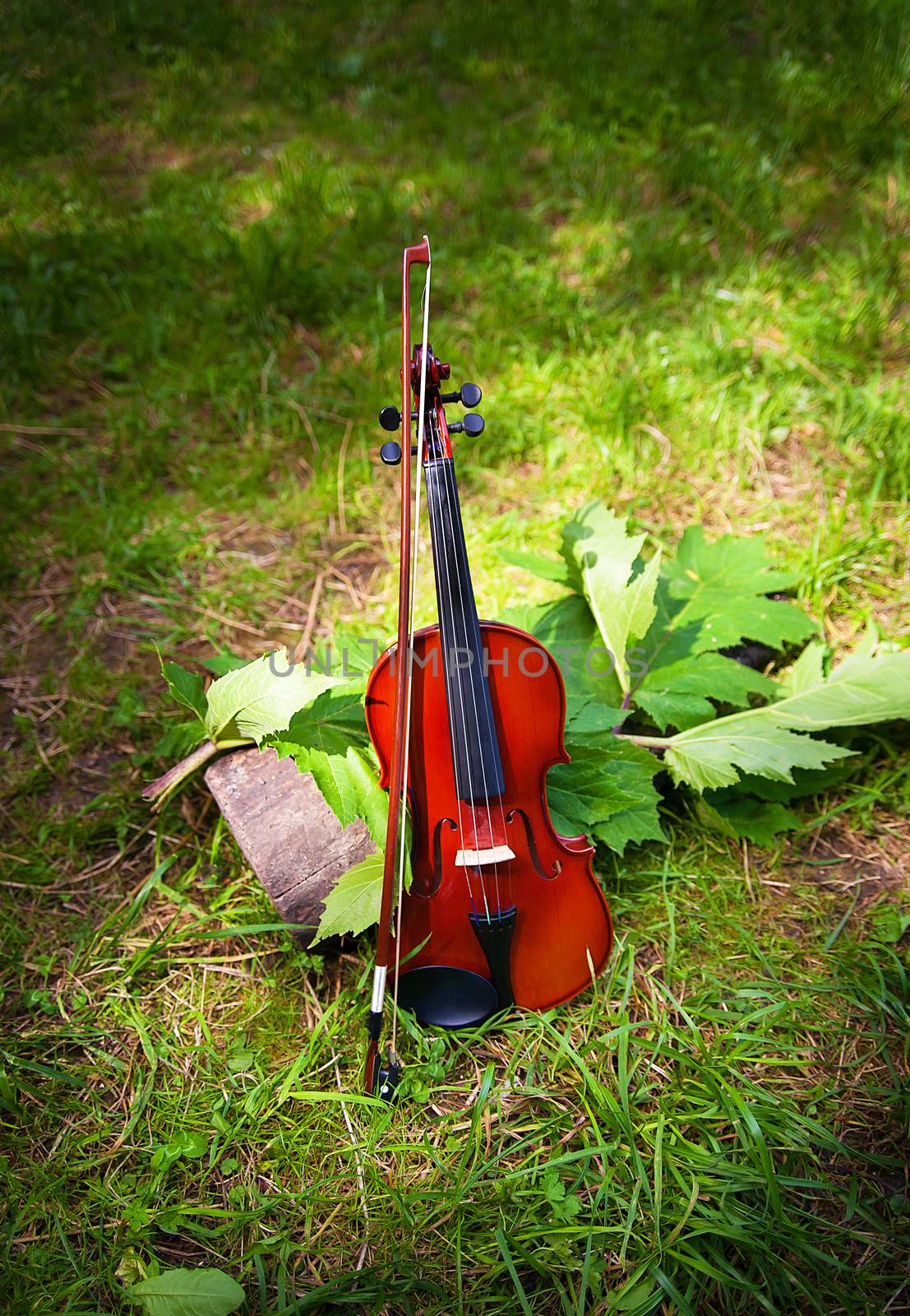 Violin on a grass and green leaves around by sfinks
