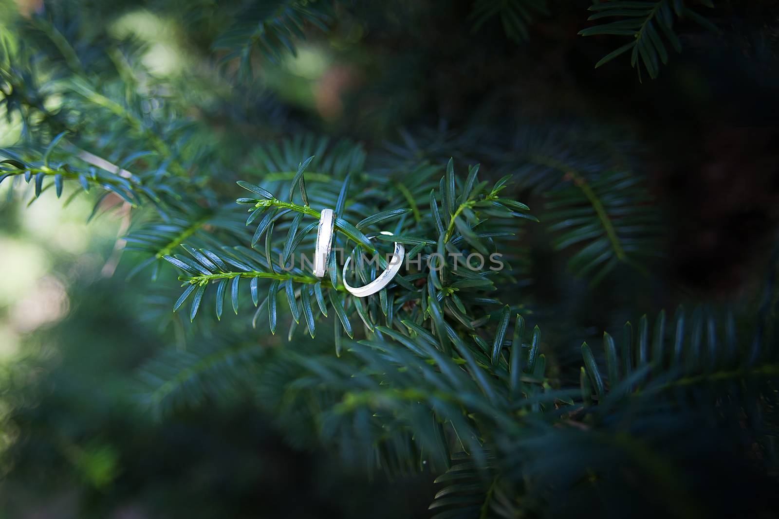 Wedding rings hang on the branches of spruce, on a fir-tree or pine tree, on a Christmas tree.