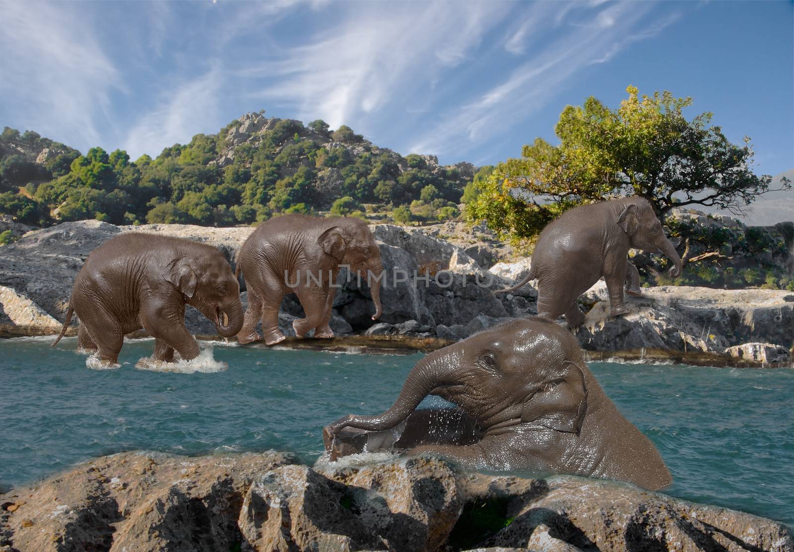 Young Asian Elephants begin to leave the river after cooling down.