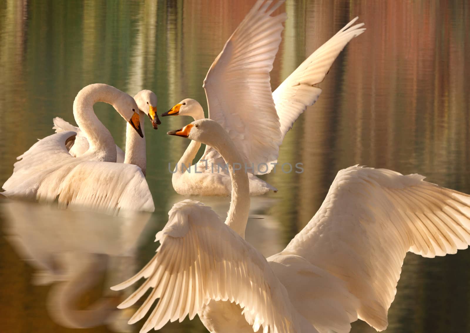 Four magnificent and elegant Whooper Swans gather together on a lake.