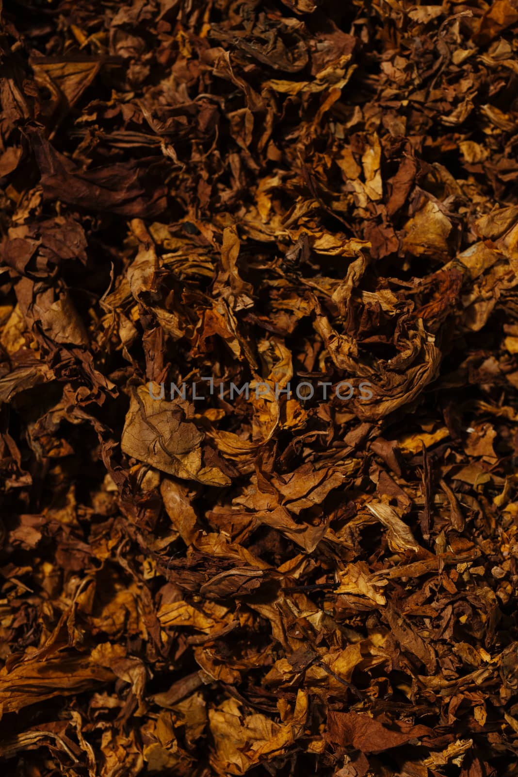 Tobacco background by gorgev