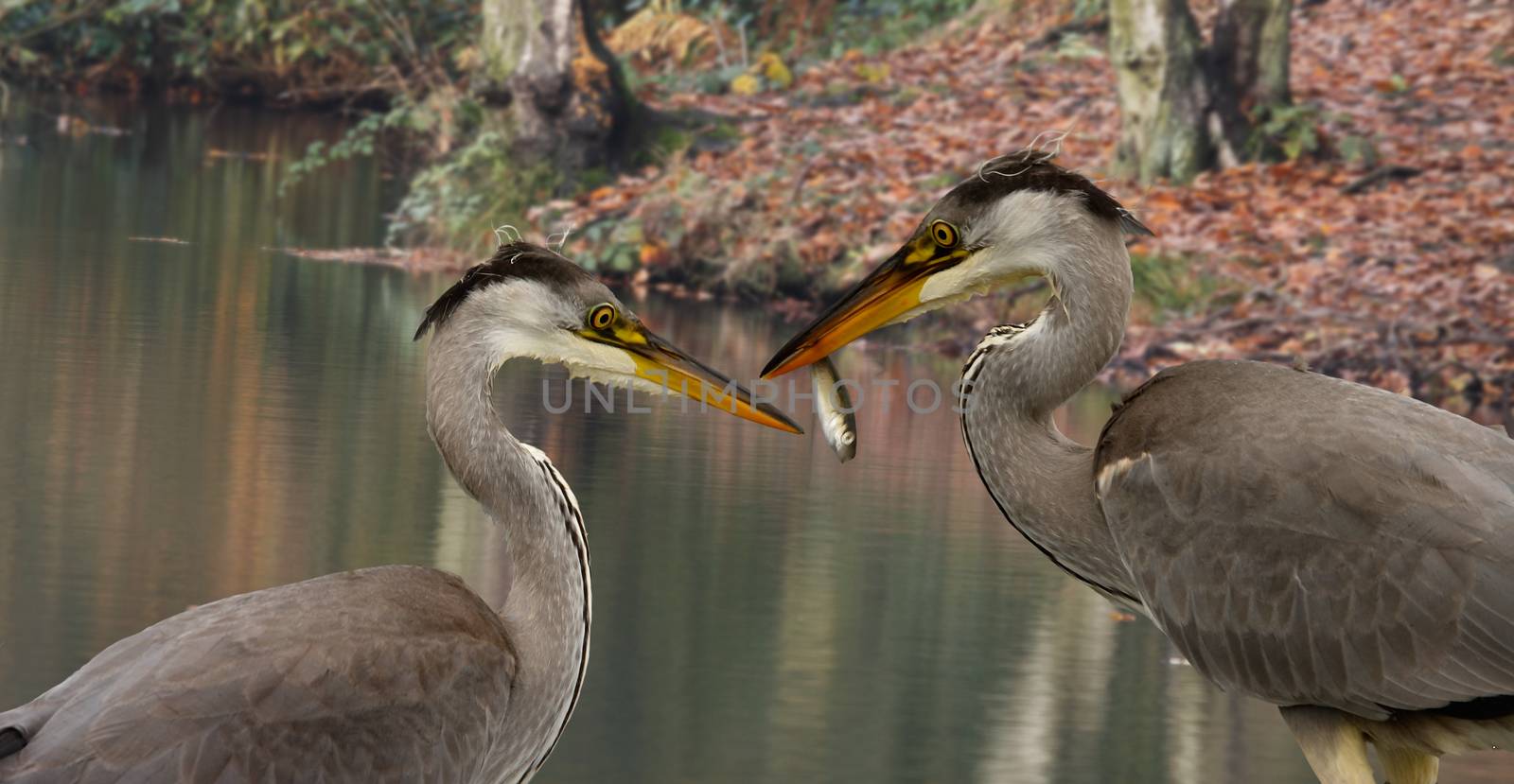 A pair of Grey Heronsin a woodland pool in Staffordshire, England. One looking enviously at the others catch.