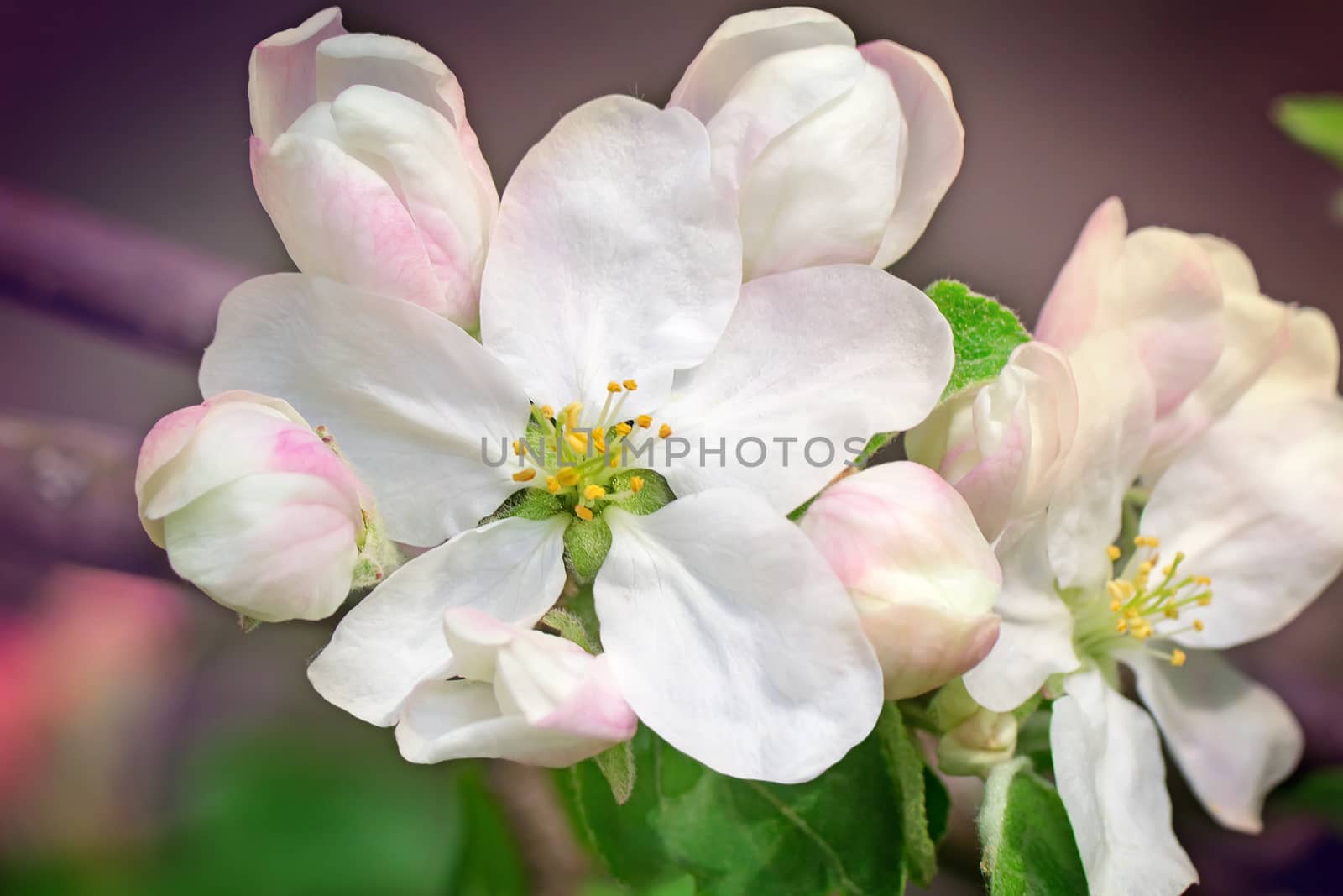 Branch of flowering apple-tree on a background a green garden. by georgina198