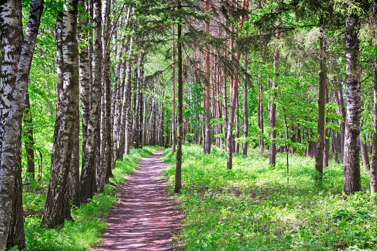 Landscape: the road through the forest with trees covered with young green leaves.