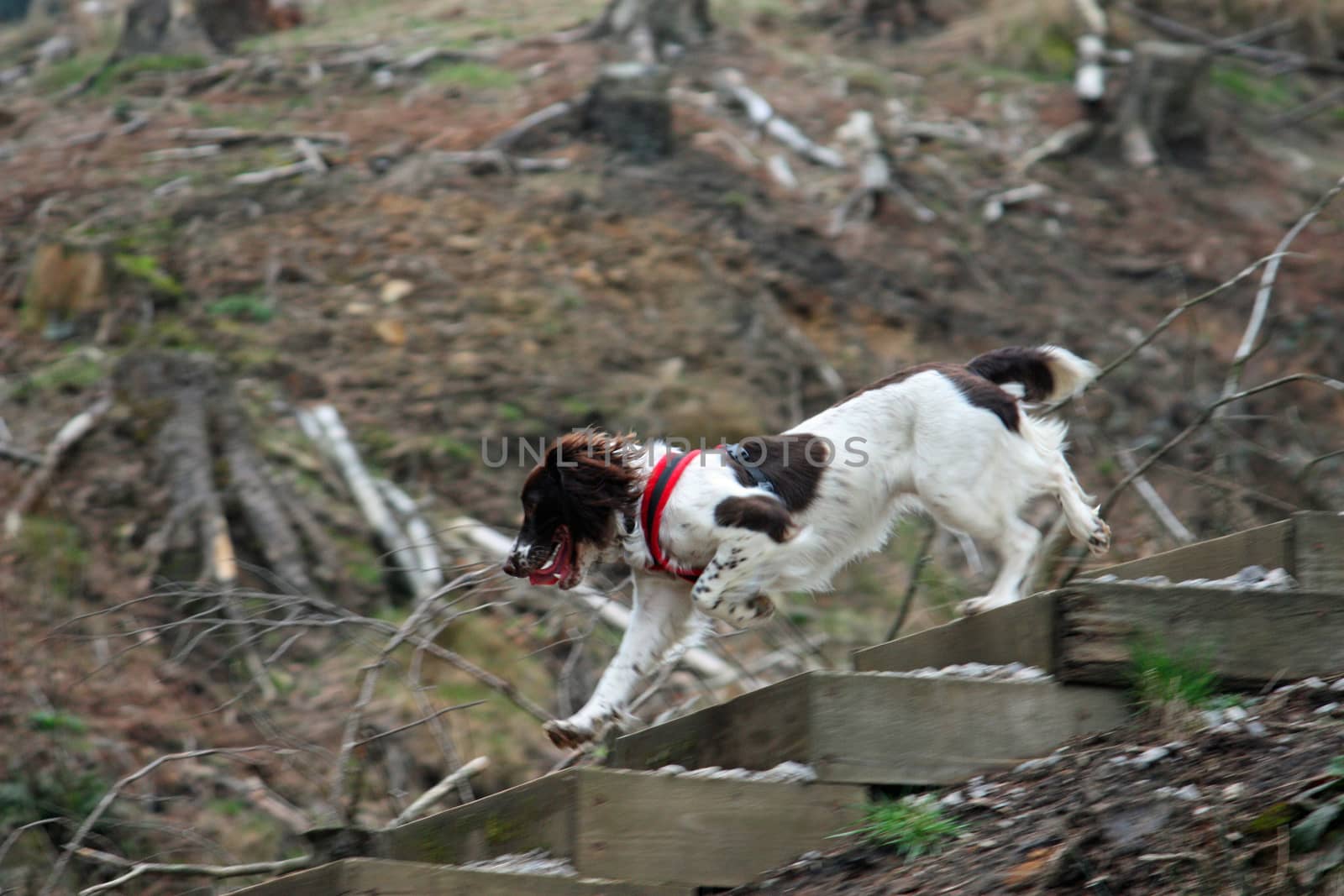 cute liver and white working type english springer spaniel in a wooded area