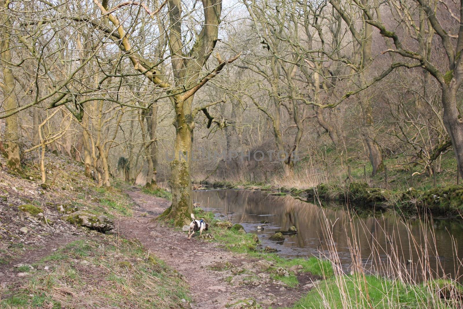 the river running through lathkill dale in the peak district nat by chrisga