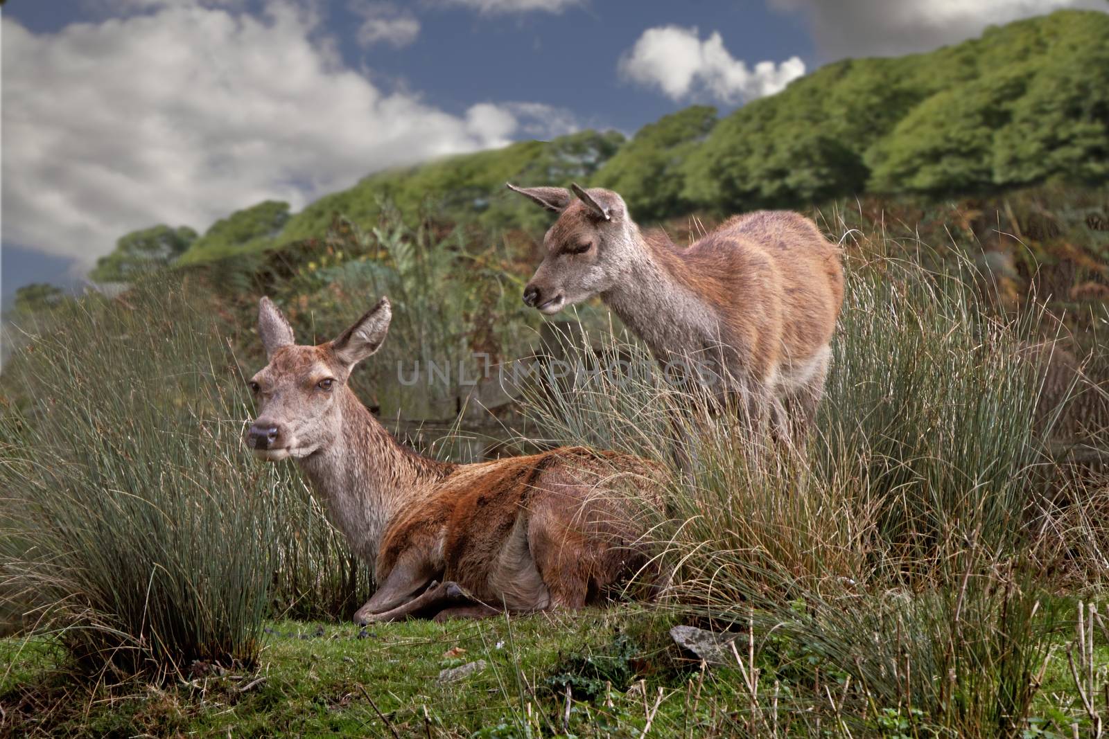 Two female Red Deer are free to roam over a large area at Bradgate Park in Leicestershire, England.