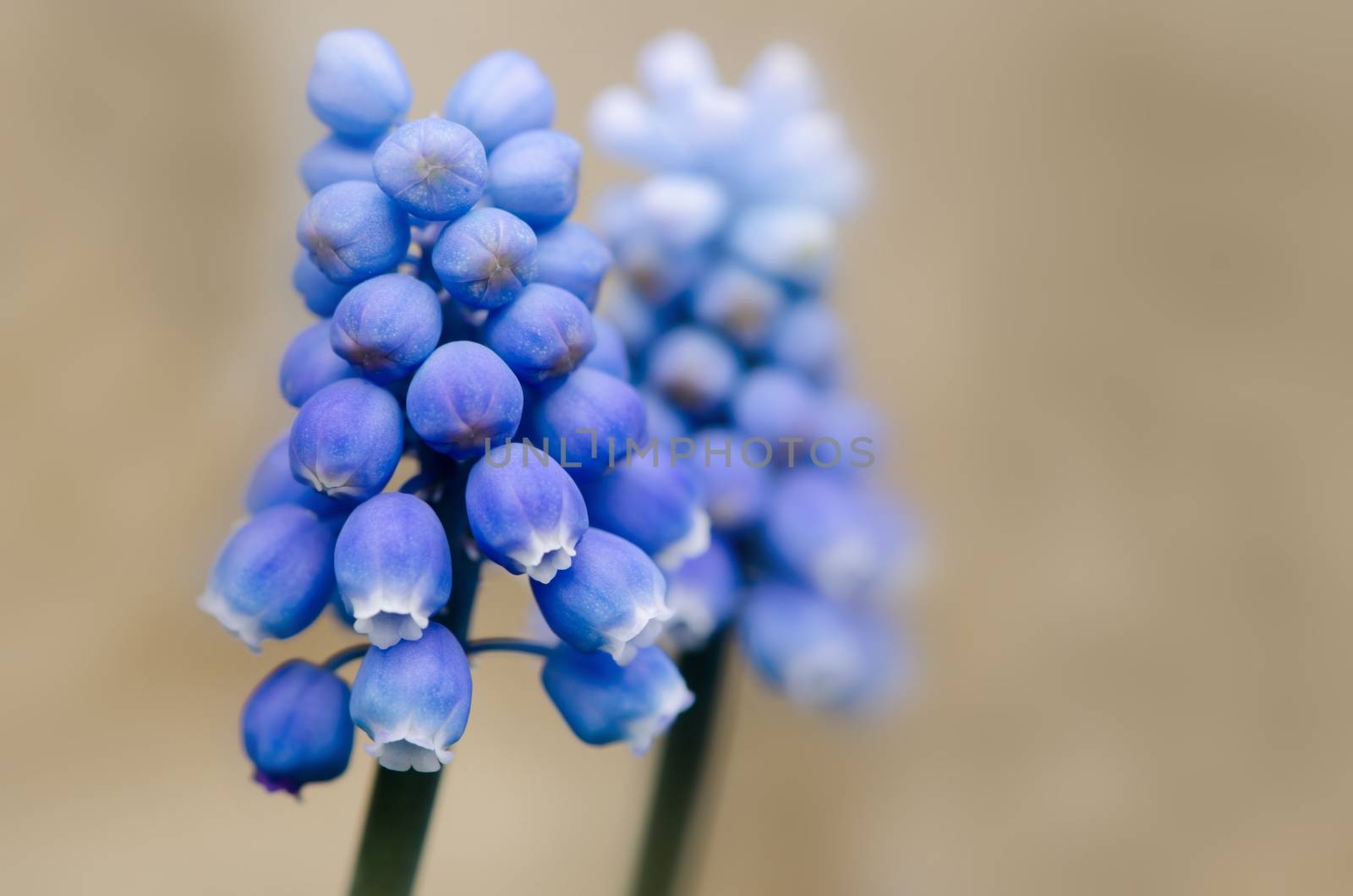 Blue grape hyacinth isolated on blur background