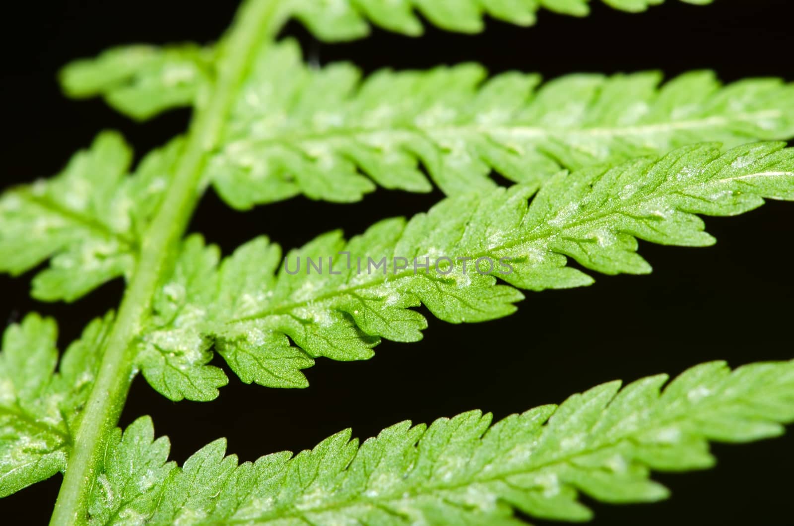 Detail of fern leaf isolated on black background.