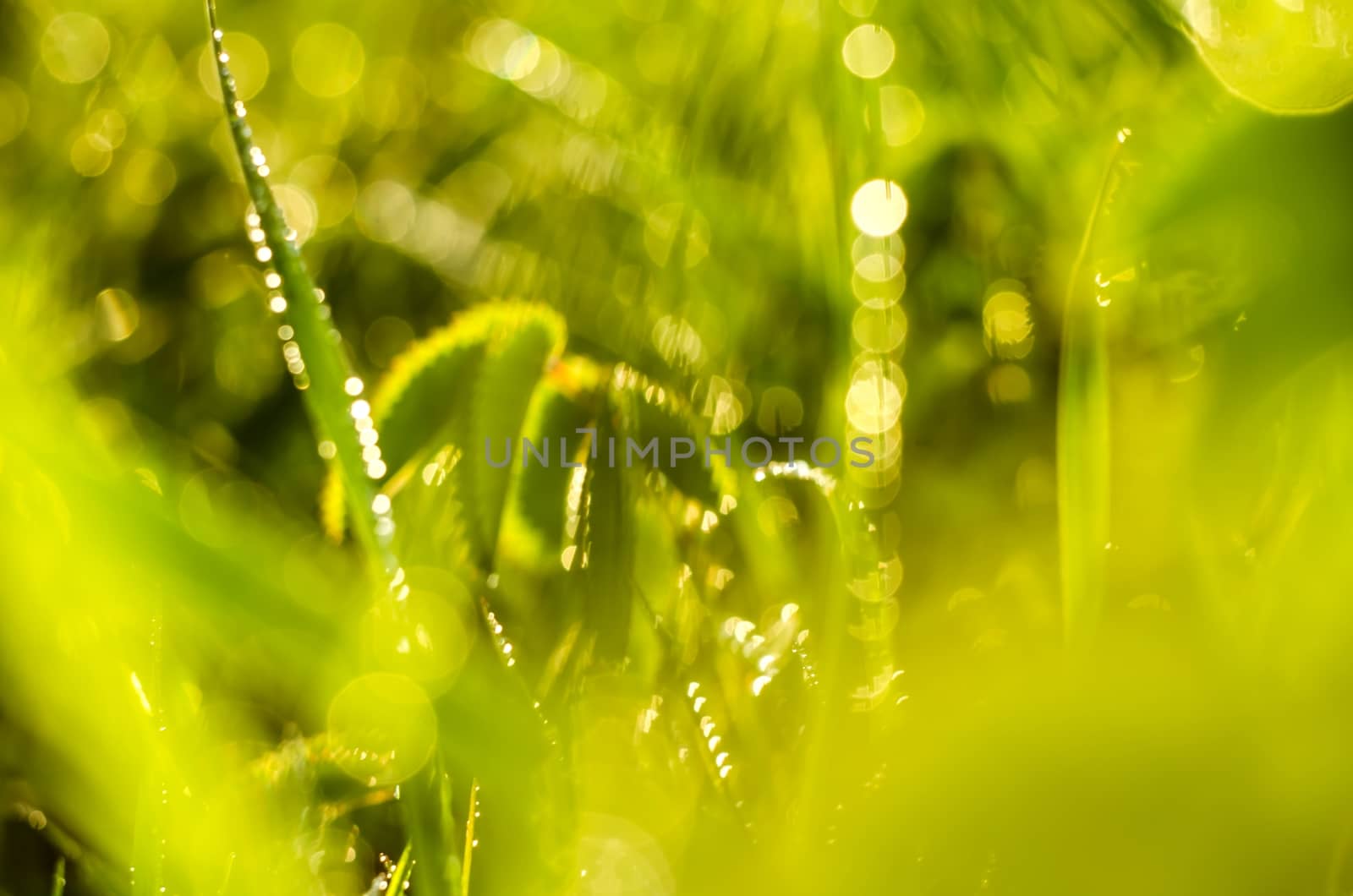 Detail of grass with dew in sunrise soft sunlight.