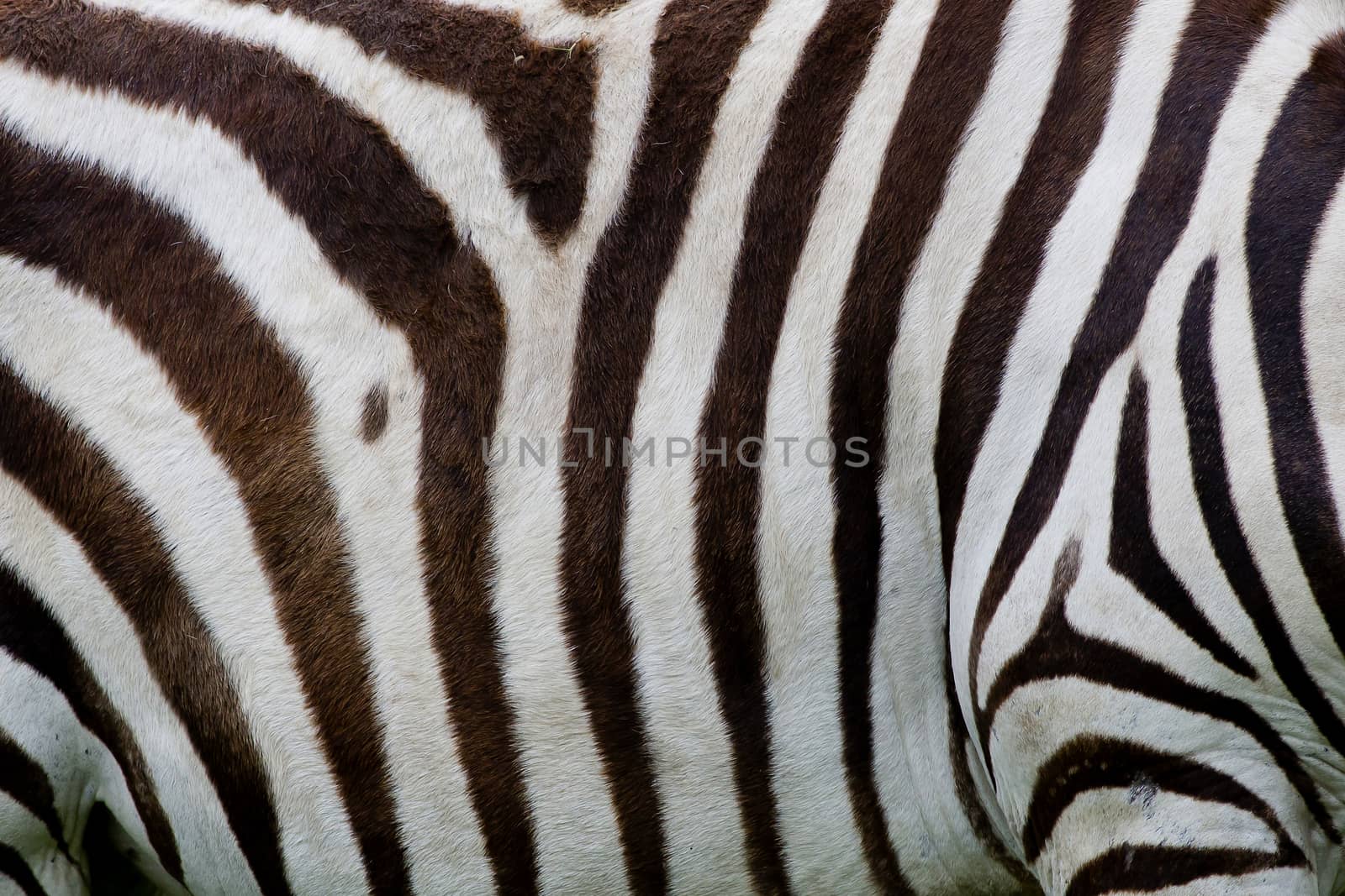 Zebra skin