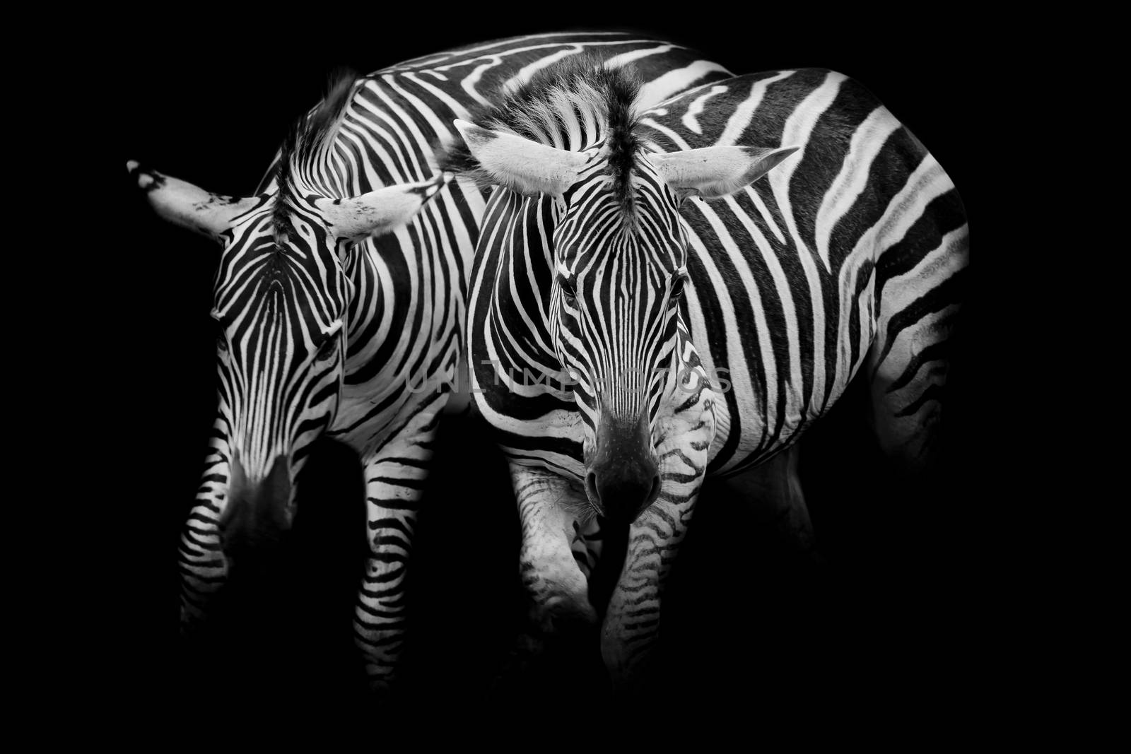 Zebras by art9858