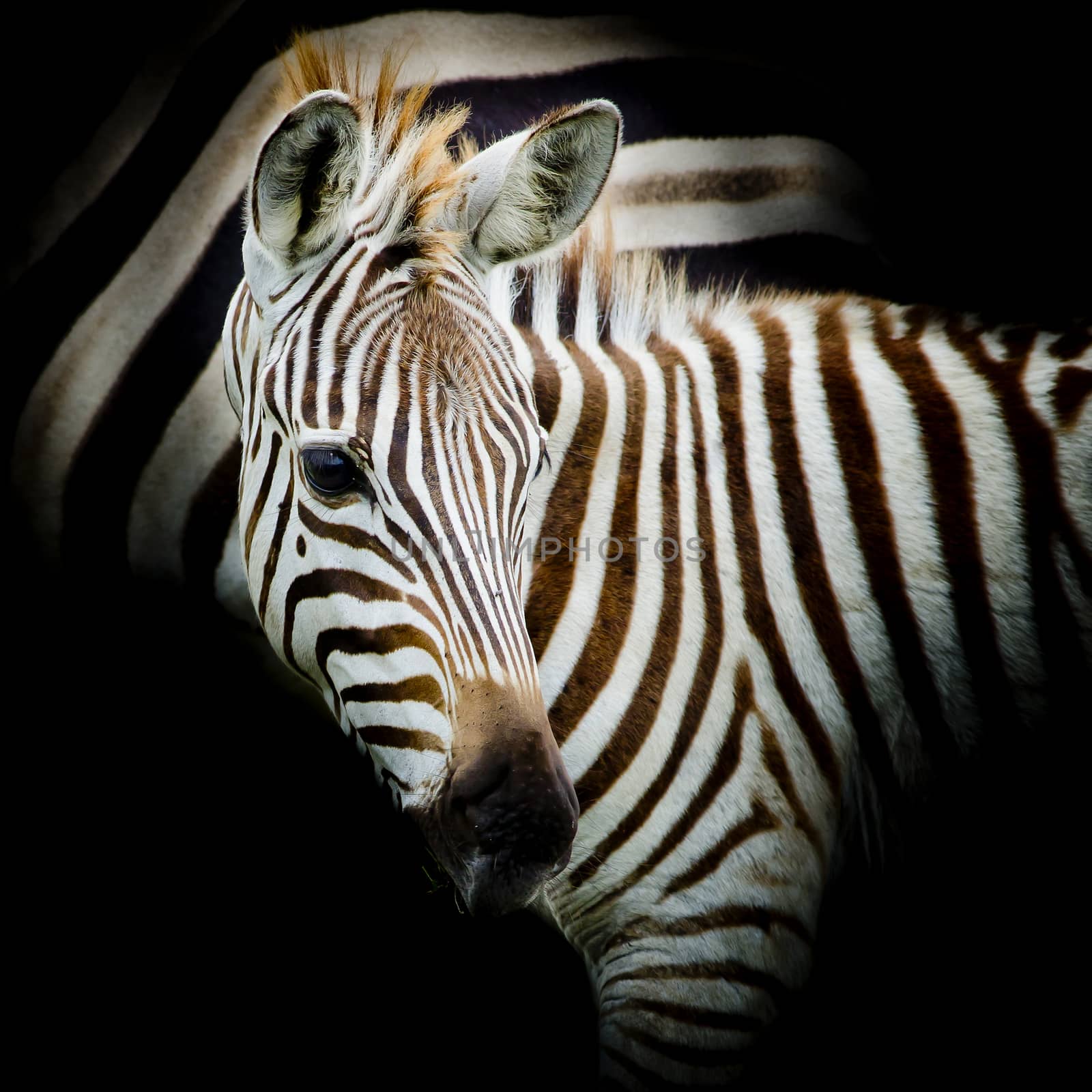 Close-up portrait of a baby Zebra