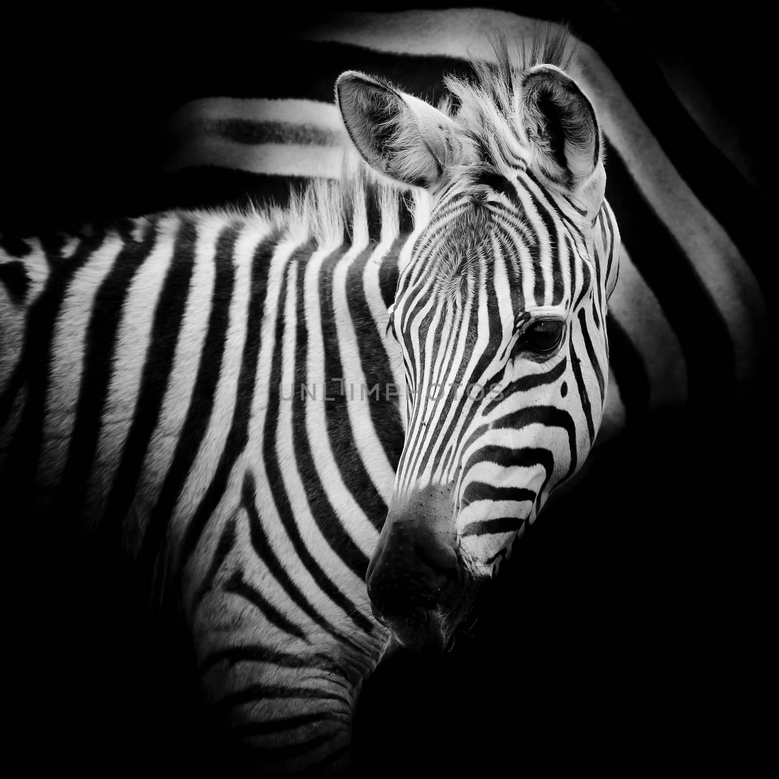 Close-up portrait of a baby Zebra