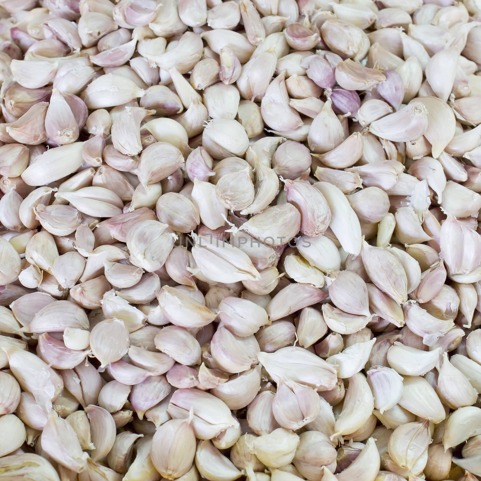Garlic