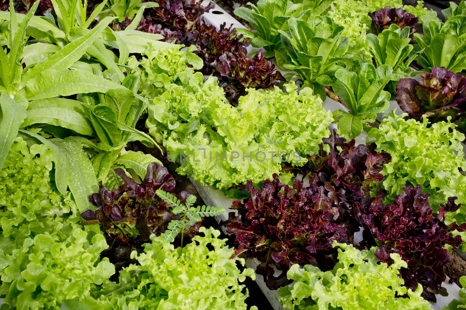 salad cultivation