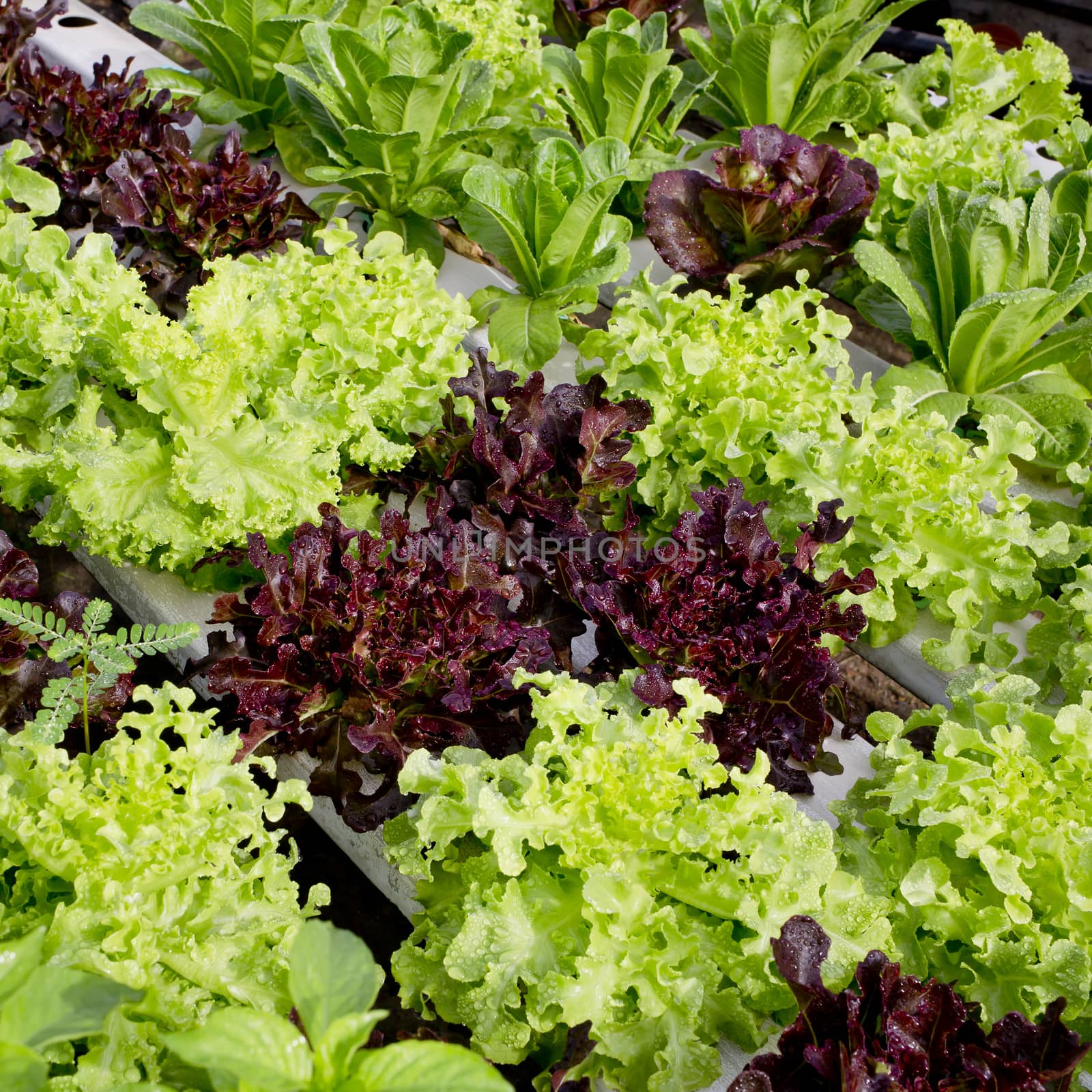 salad cultivation