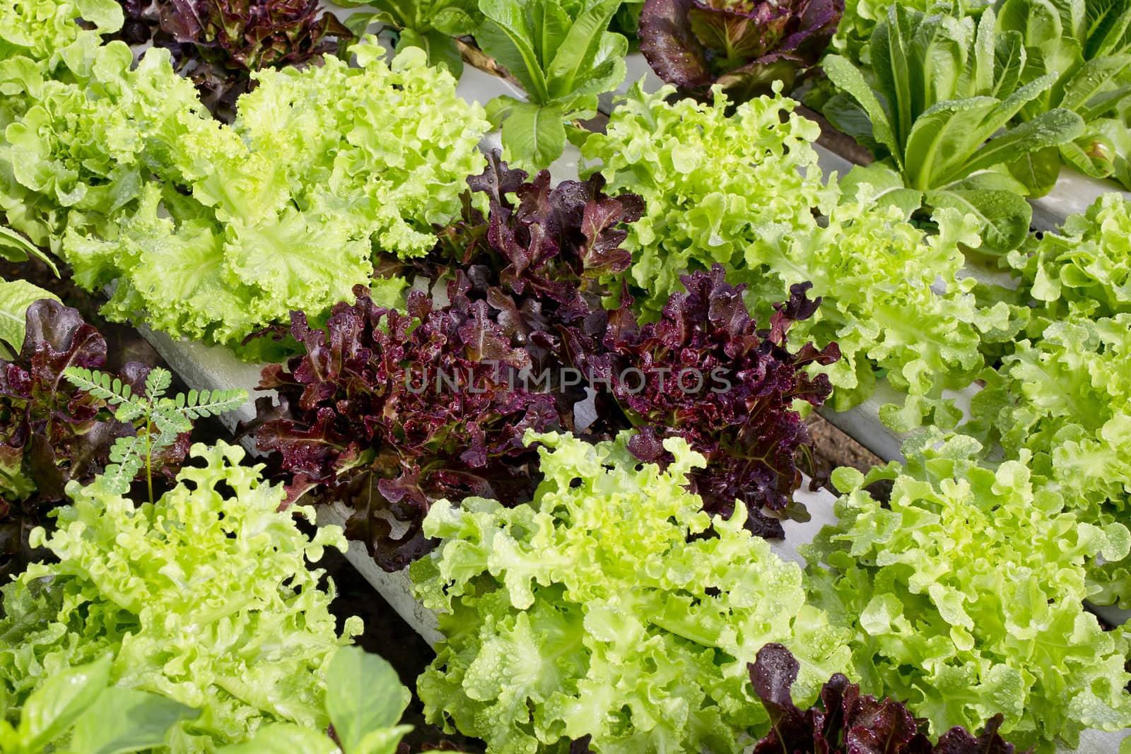 salad cultivation