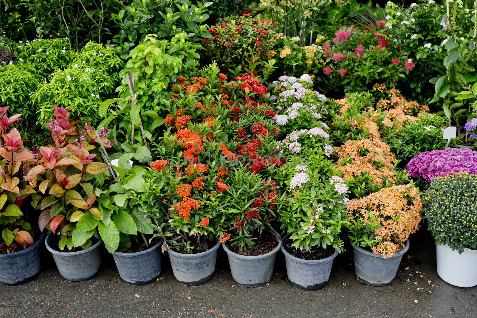 The shop of plant and trees for gardening