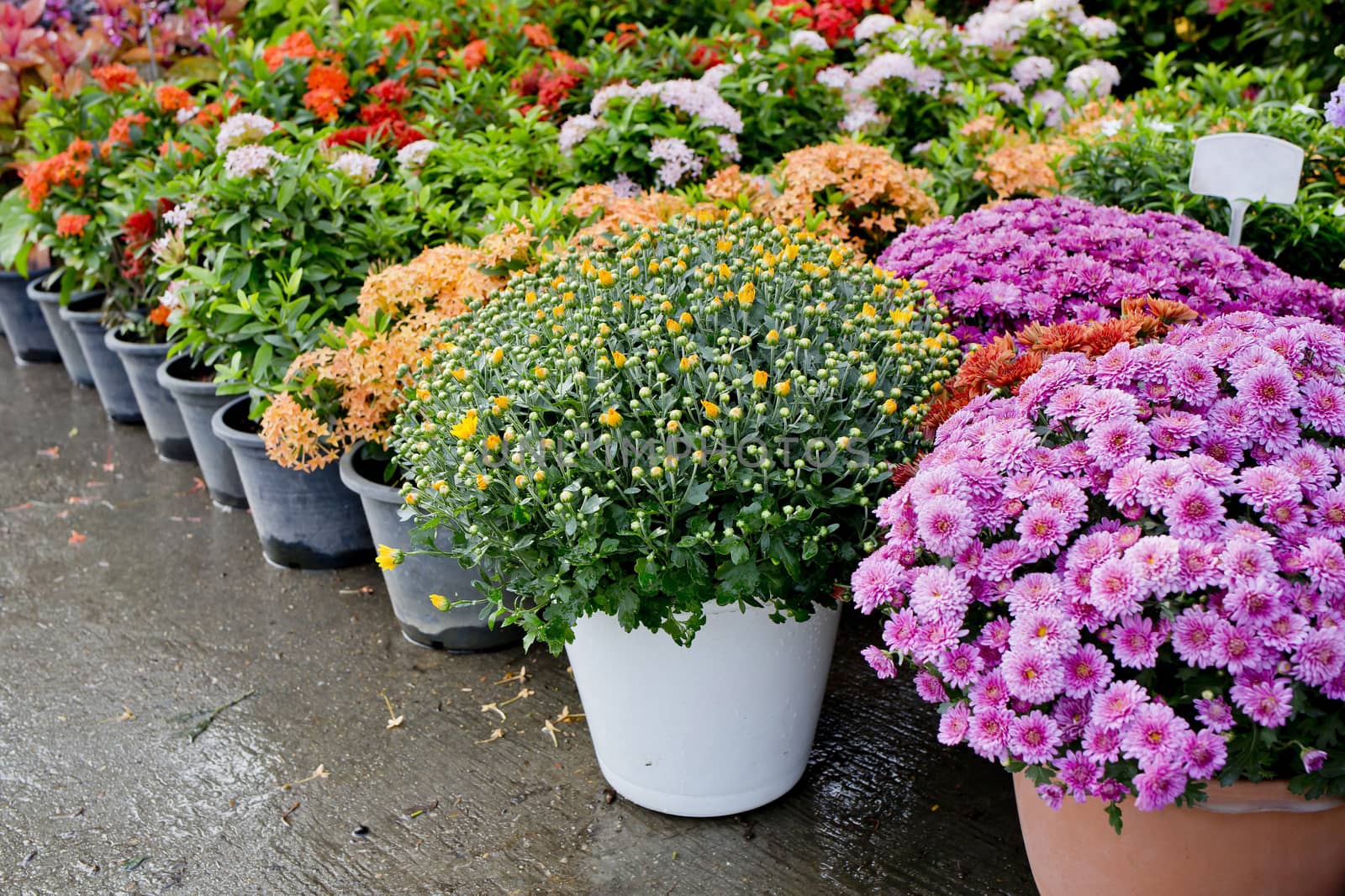The shop of plant and trees for gardening
